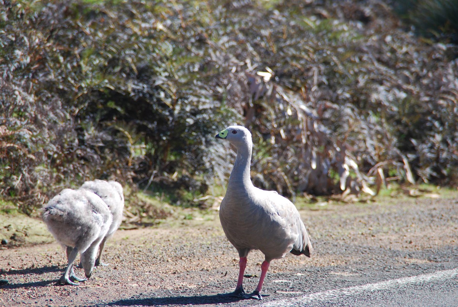 Foto di viaggio in AUSTRALIA