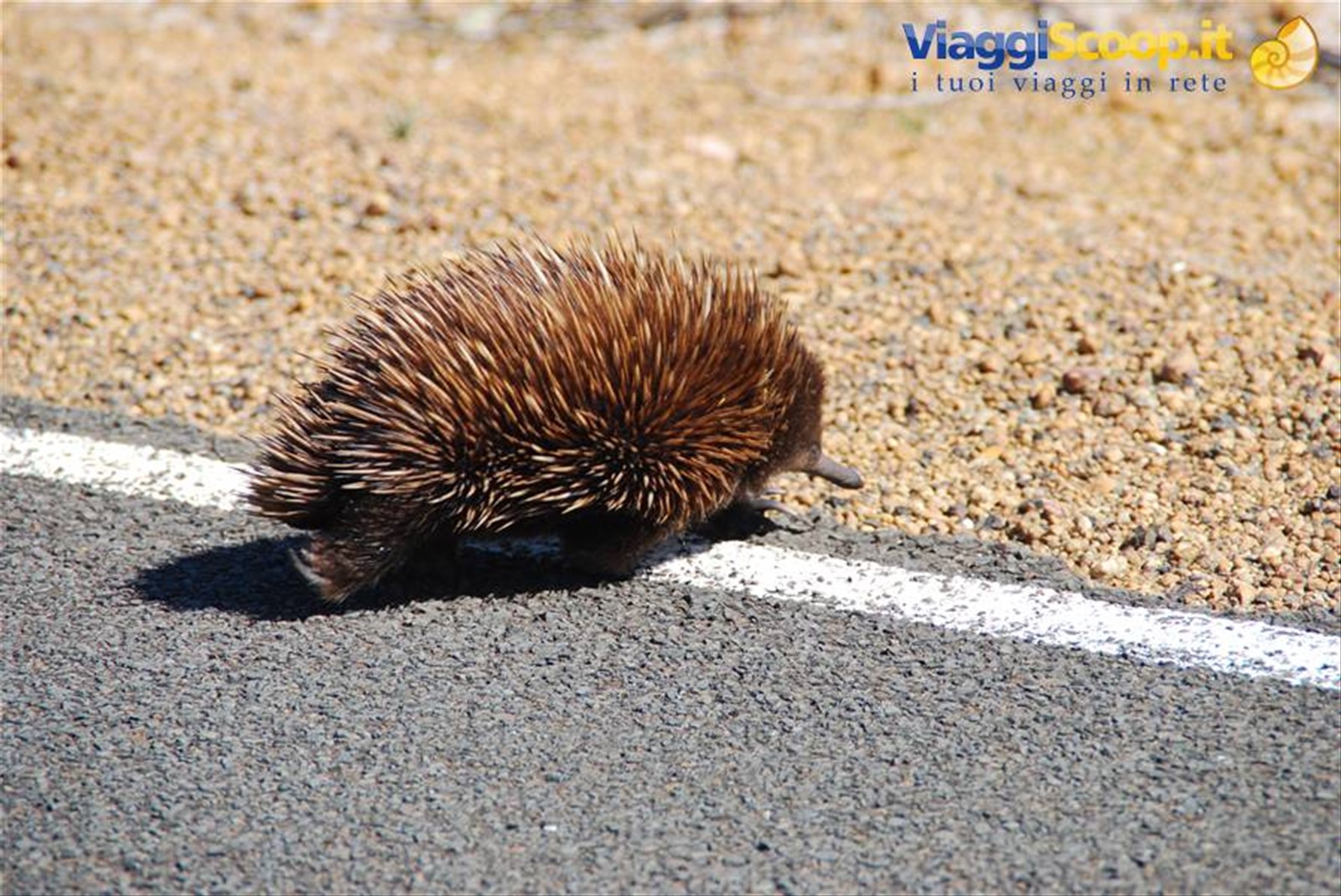 Foto di viaggio in AUSTRALIA