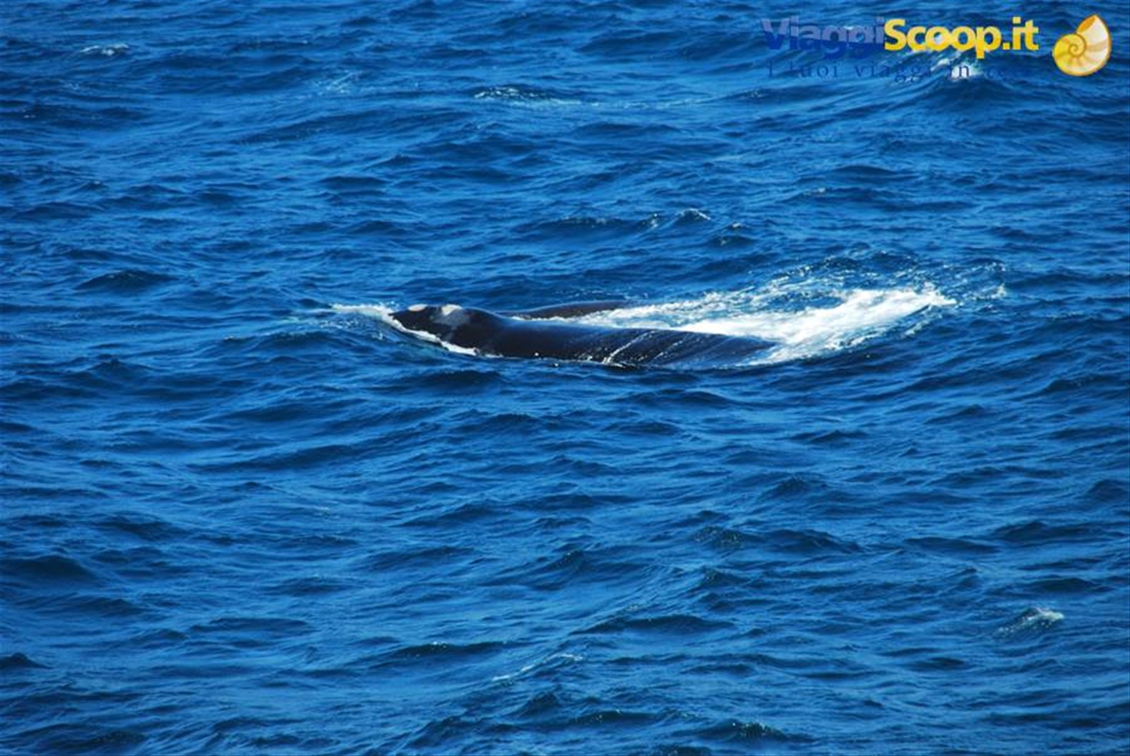 Il passaggio di una balena