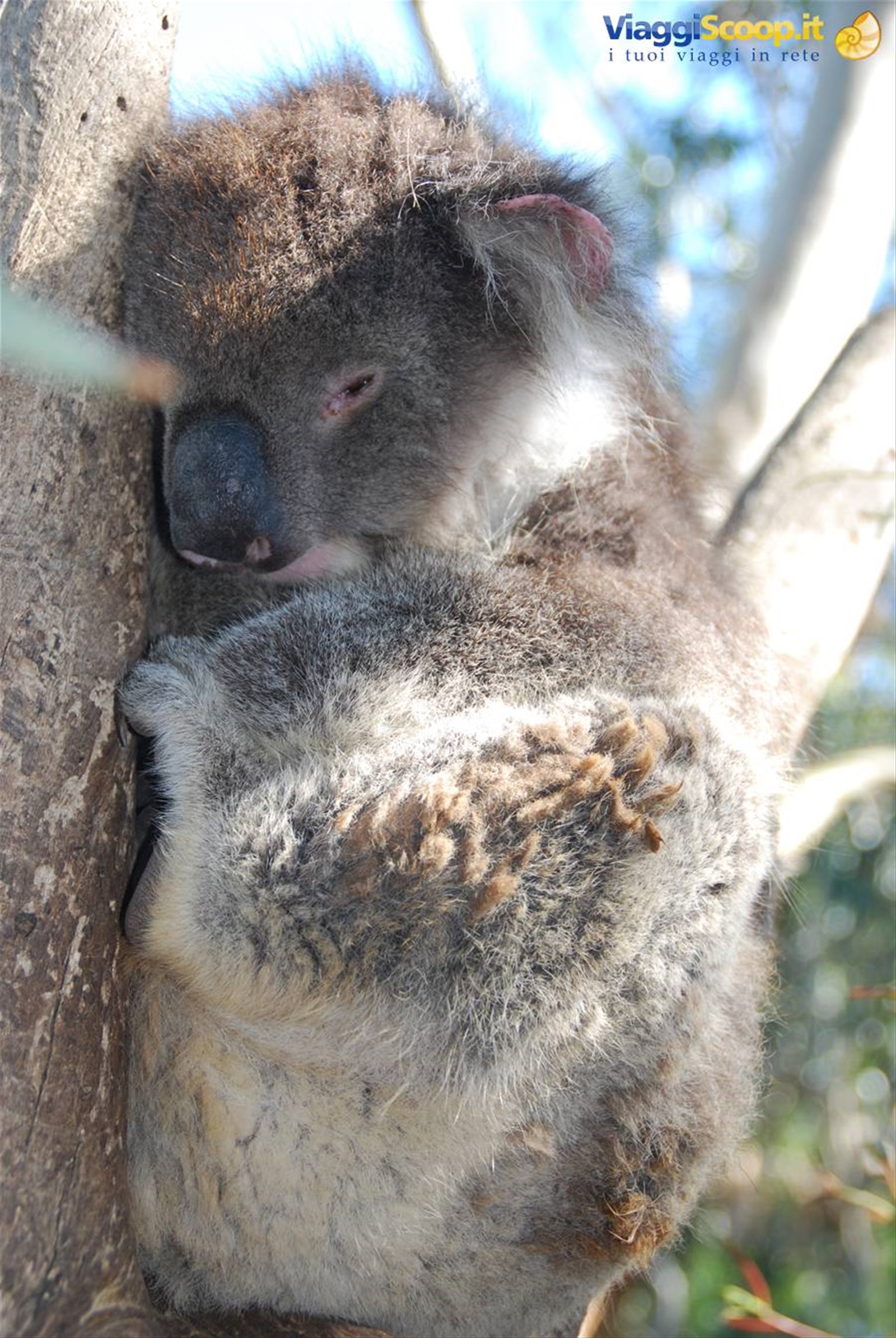 Foto di viaggio in AUSTRALIA