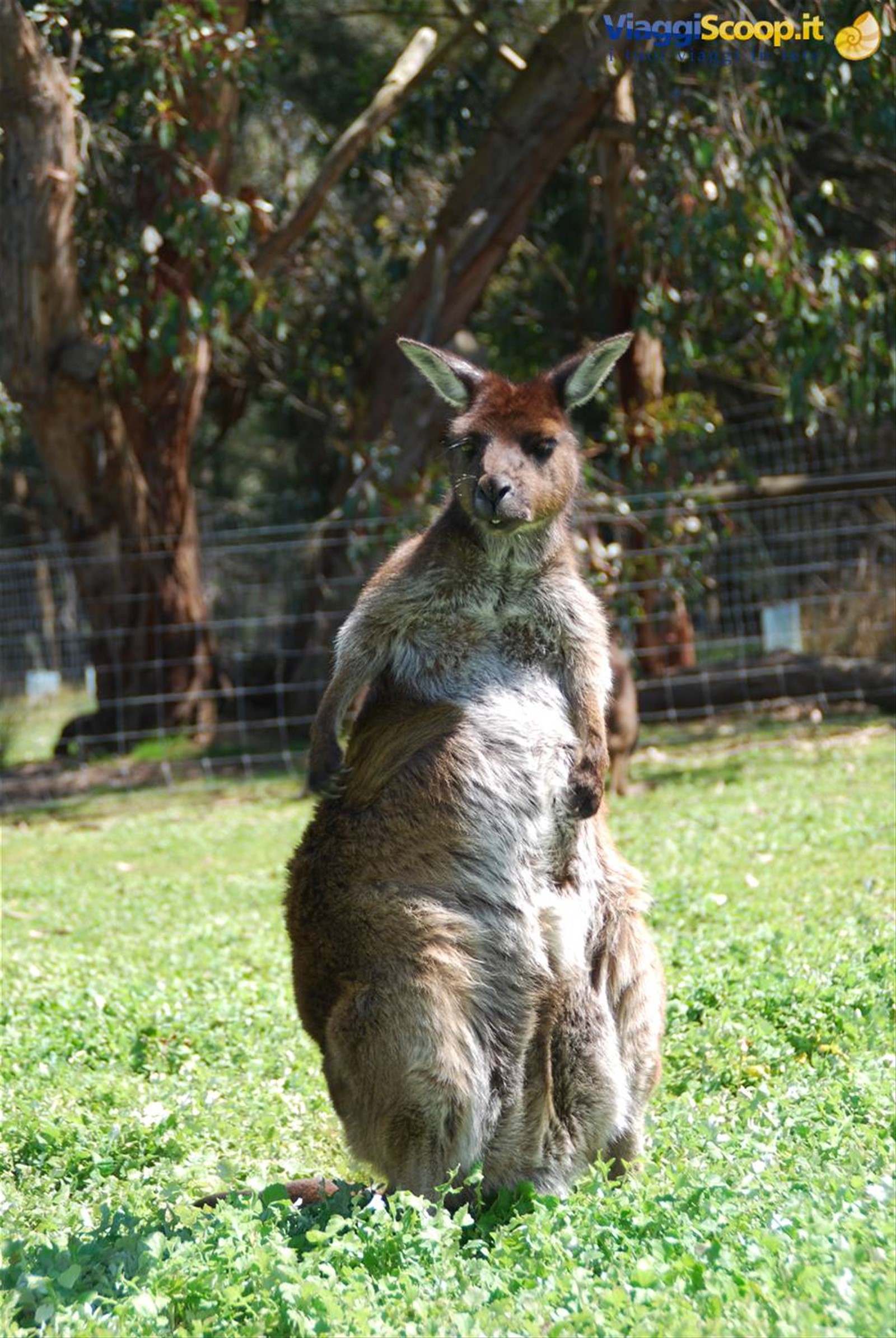 Il simbolo dell'Australia:il canguro