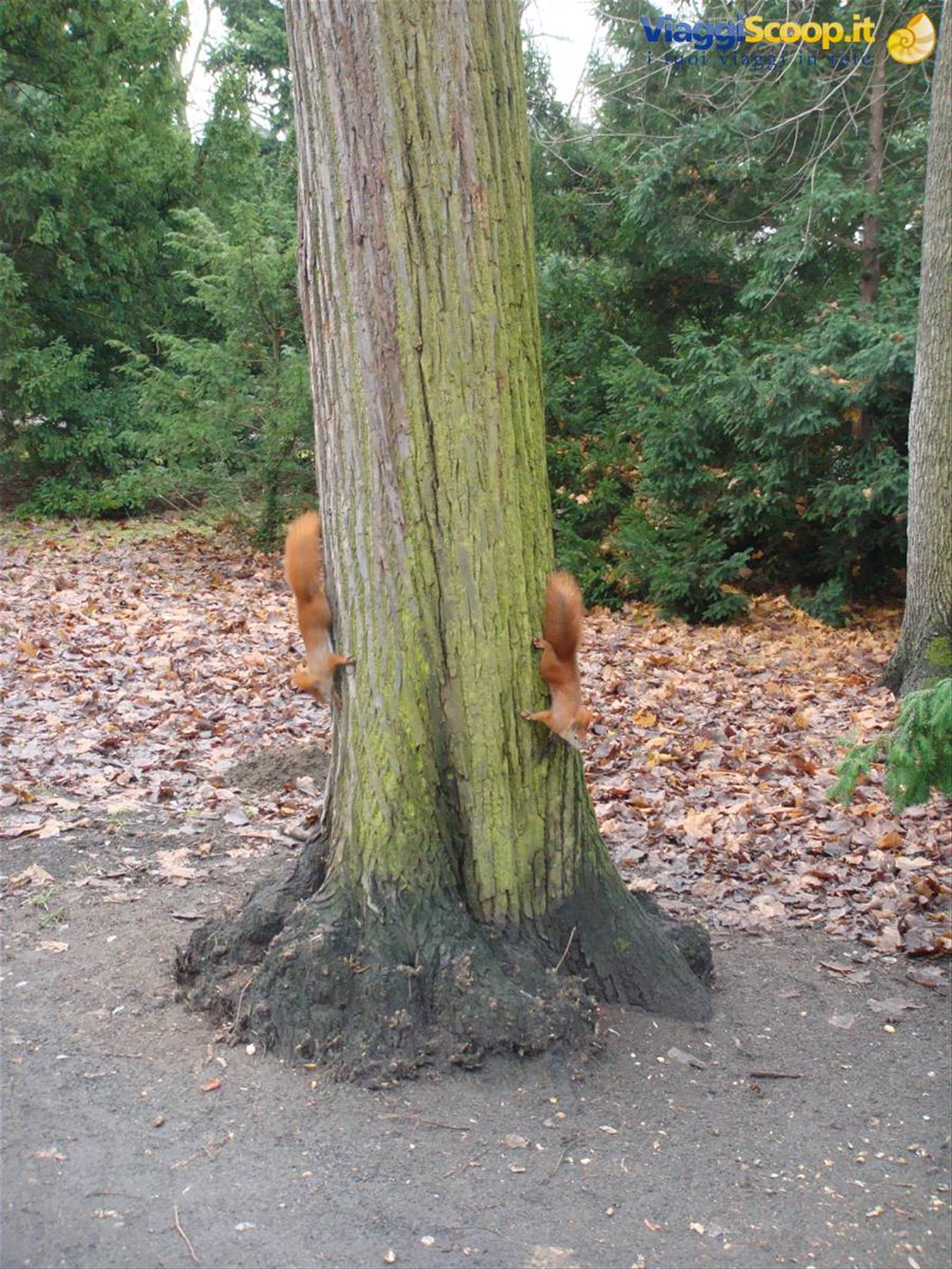 Scoiattoli a Charlottenburg