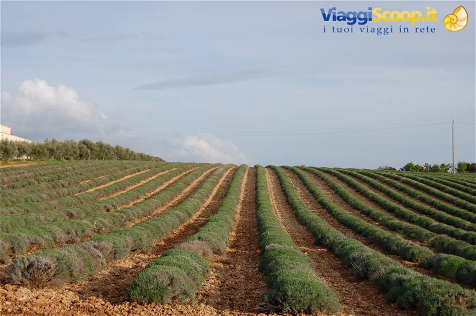 LAVANDA ANCORA VERDE