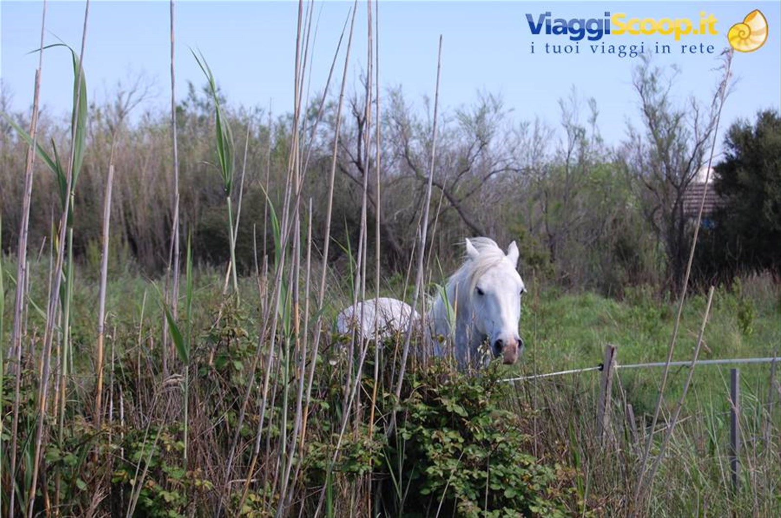 CAVALLI E TORI IN CAMARGUE