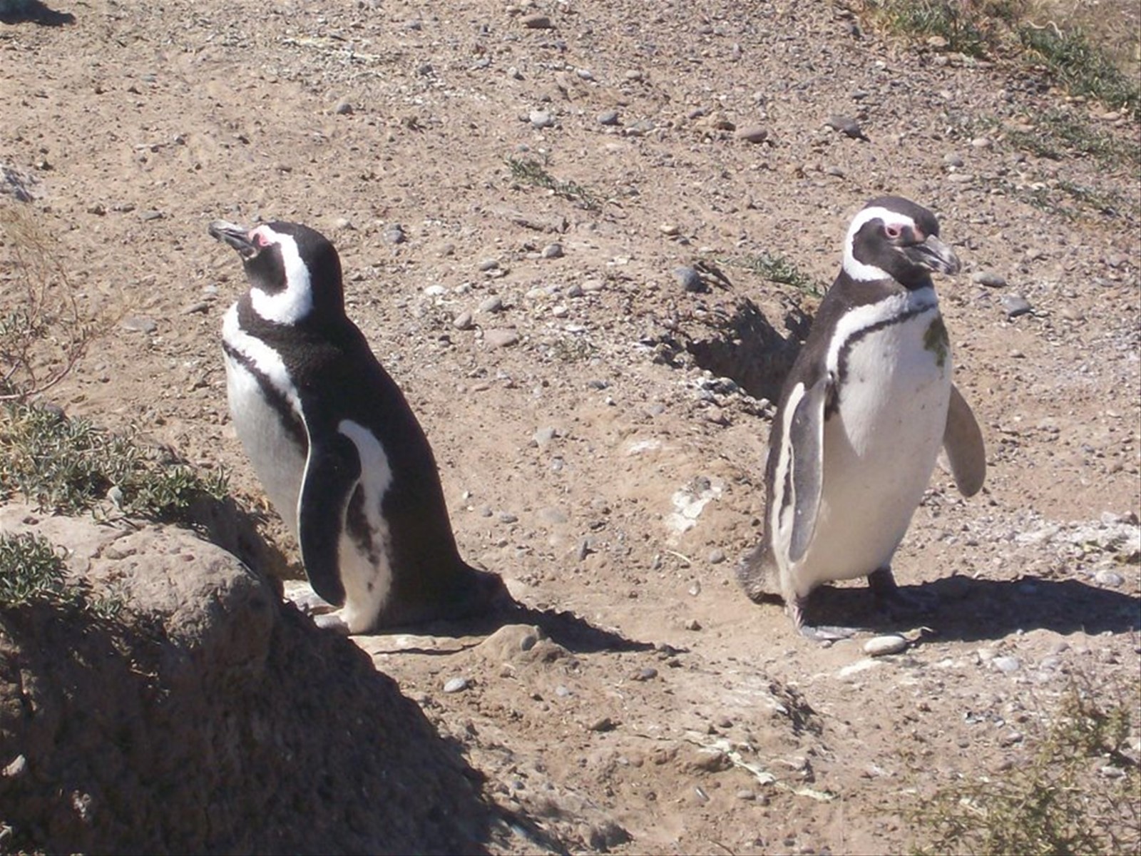 Penisola di Valdes-pinguini