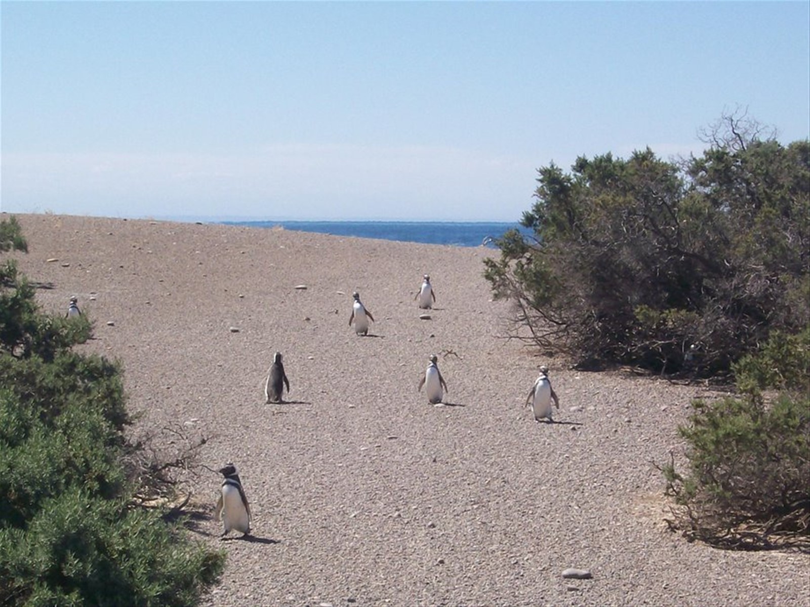 Punta Tombo