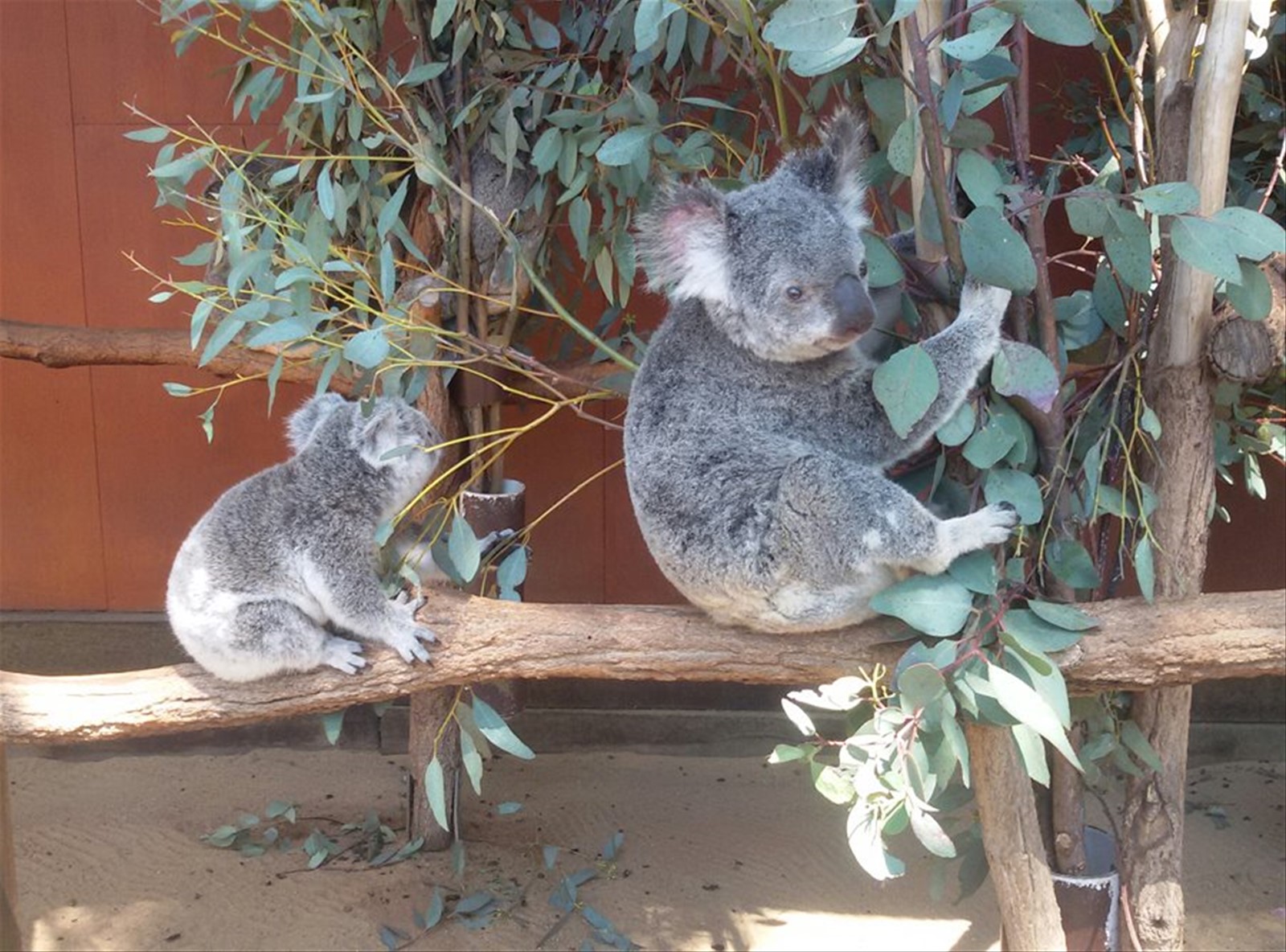 Foto di viaggio in AUSTRALIA
