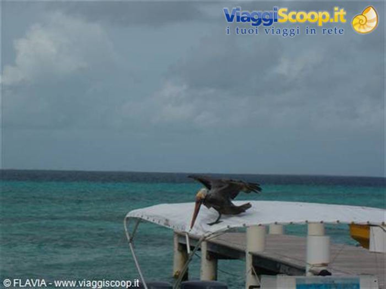 PELLICANO