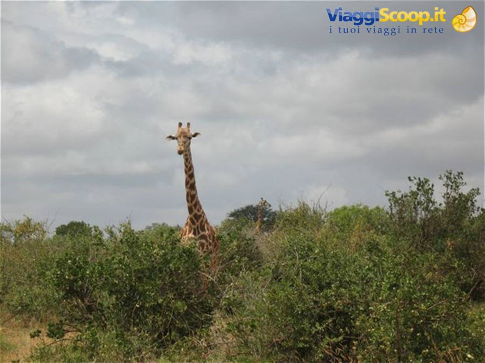 SAFARI TSAVO EAST