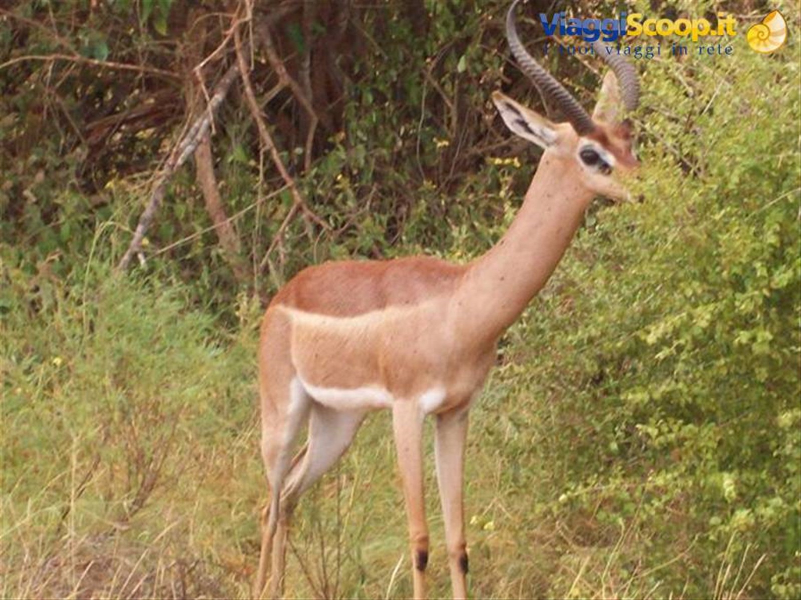 SAFARI TSAVO EAST