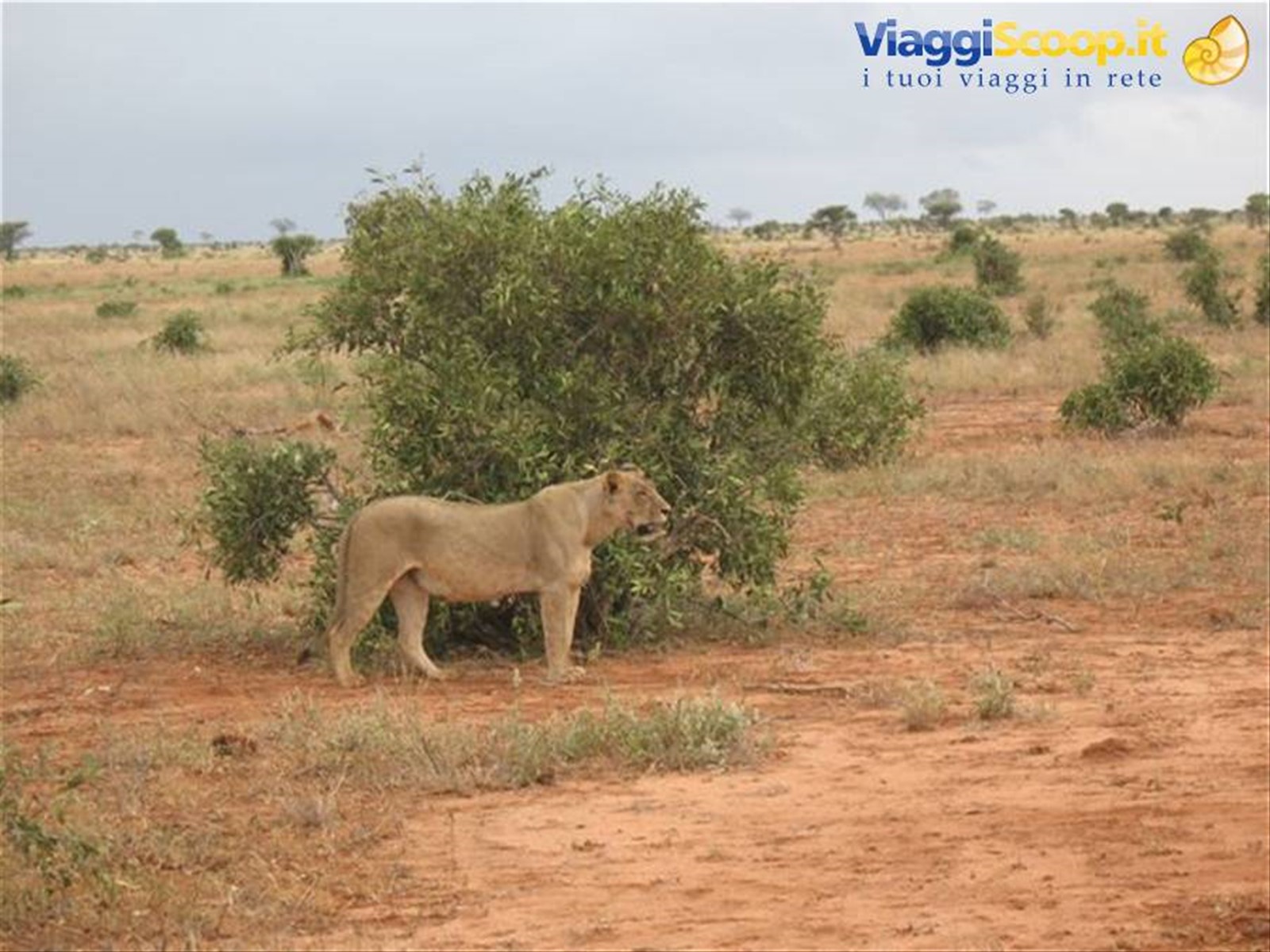 SAFARI TSAVO EAST