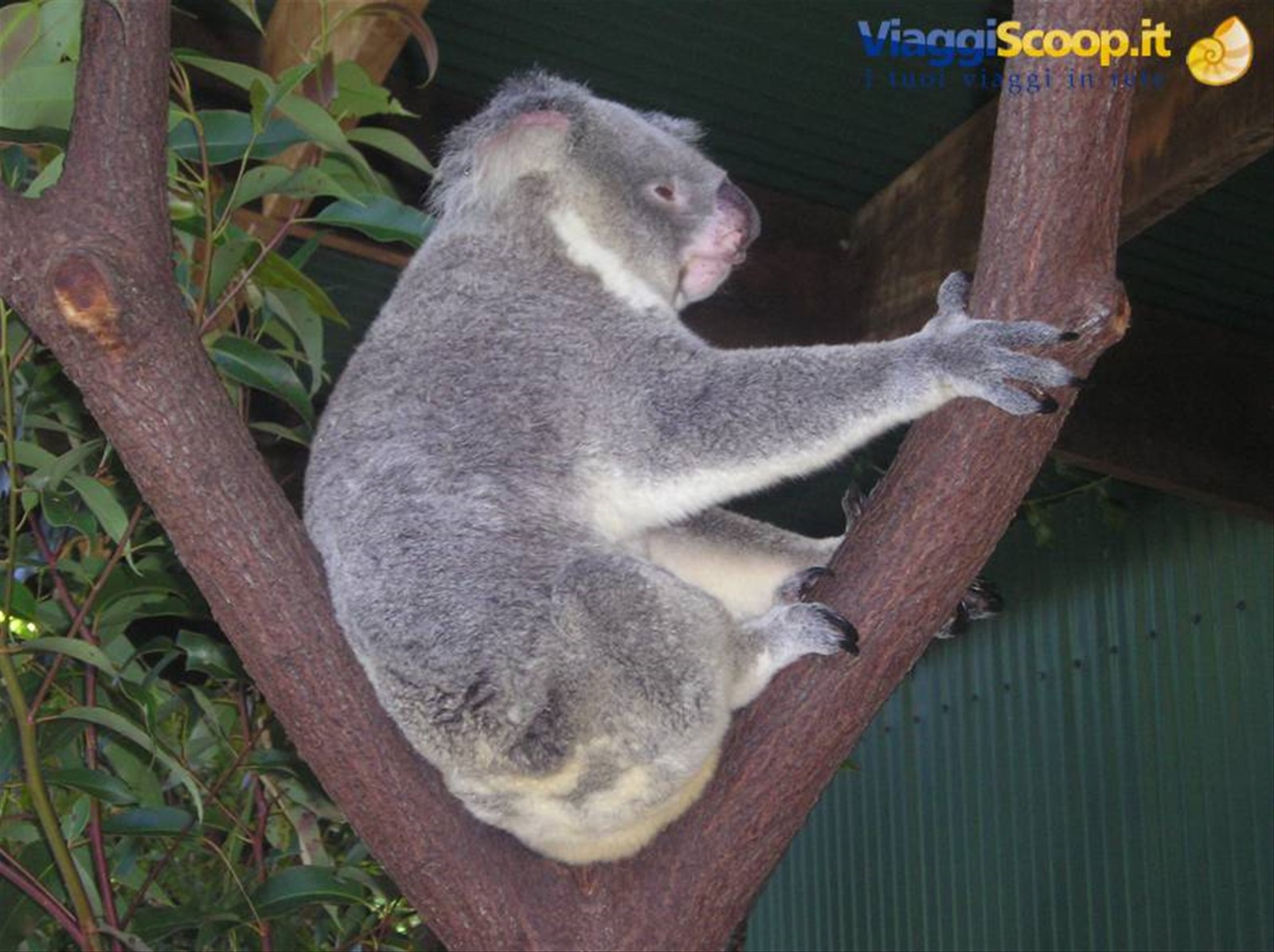 Foto di viaggio in AUSTRALIA
