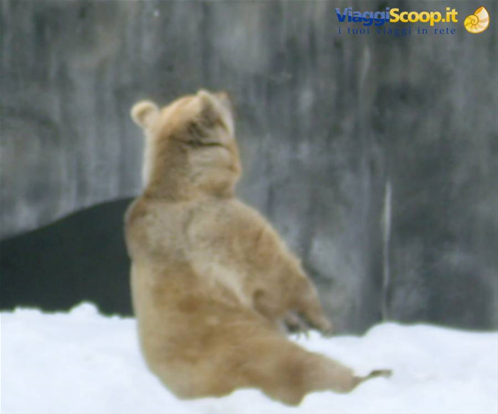 Orso bianco al parco zoologico.....alle prese con lo yoga!!!
