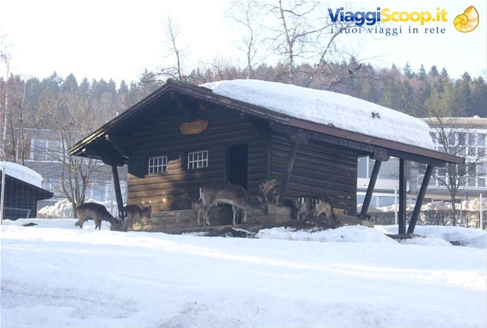 Foto di viaggio in SVIZZERA