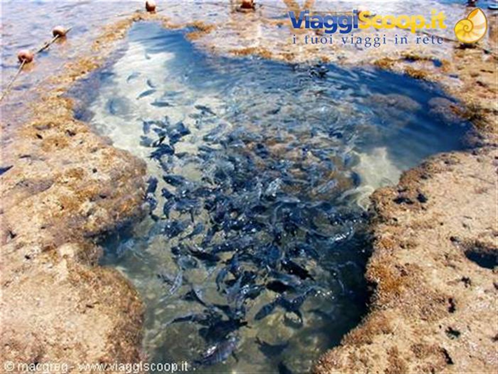 Piscina naturale a forma del Brasile
