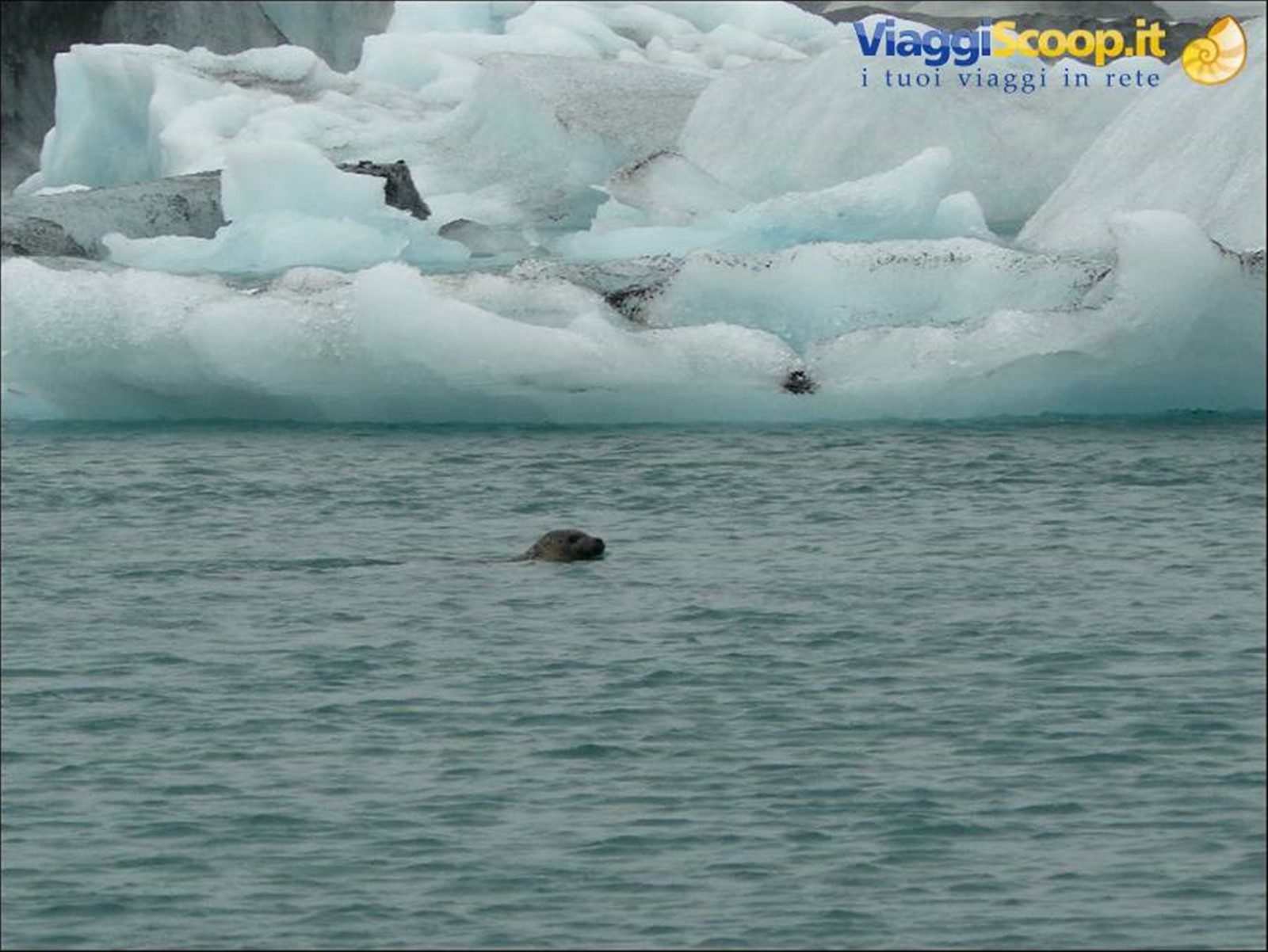 foche alla laguna glaciale di Jokulsarlòn