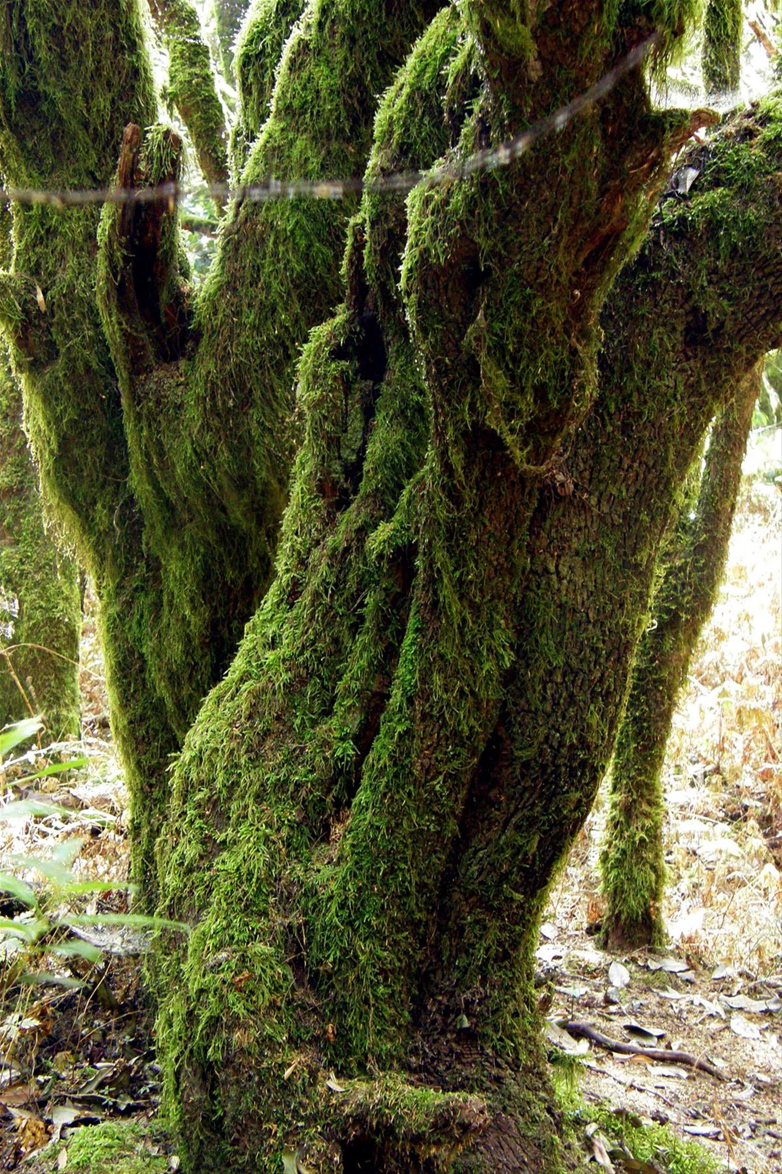 Parque National de Garajonay