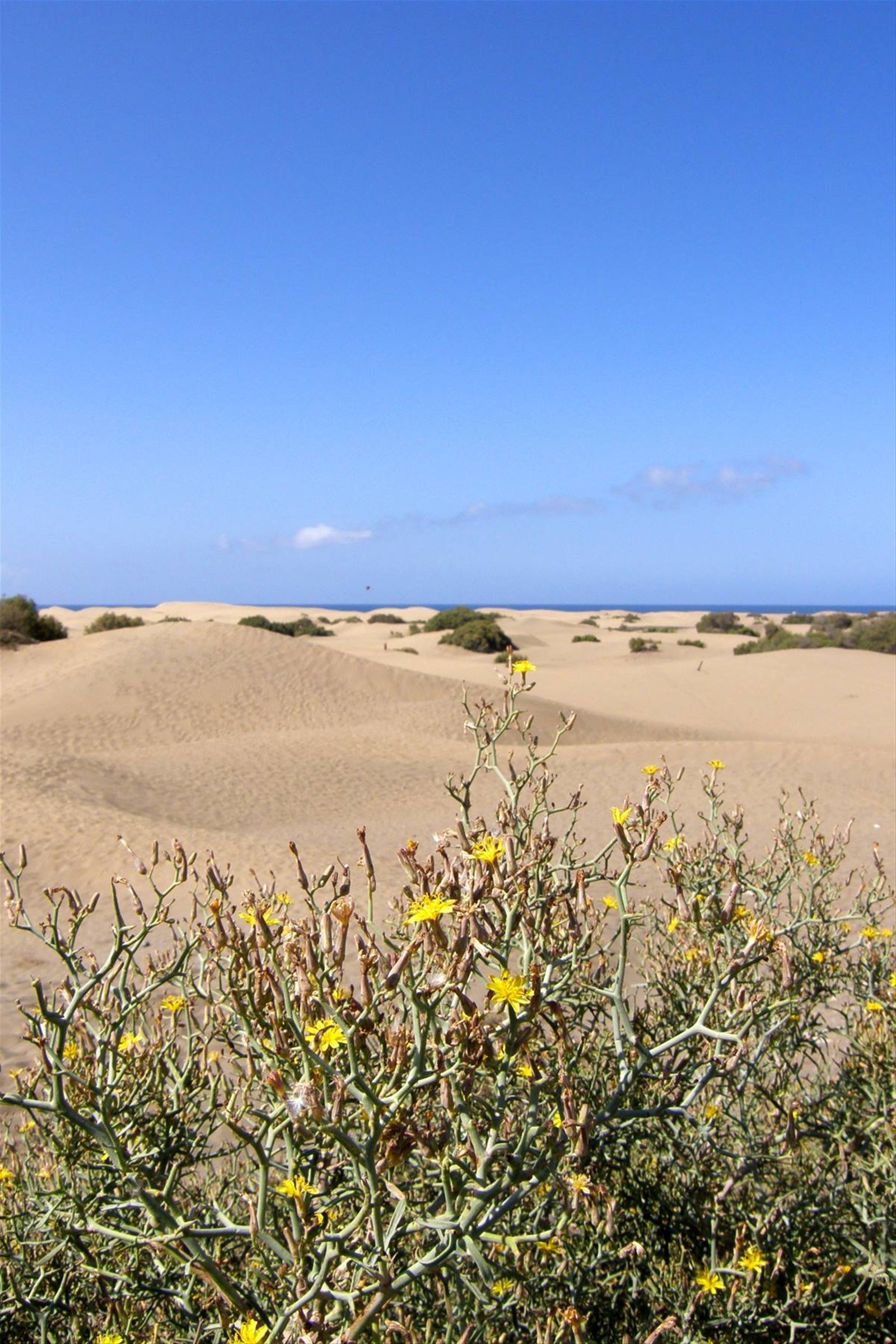 Dune di Maspalomas