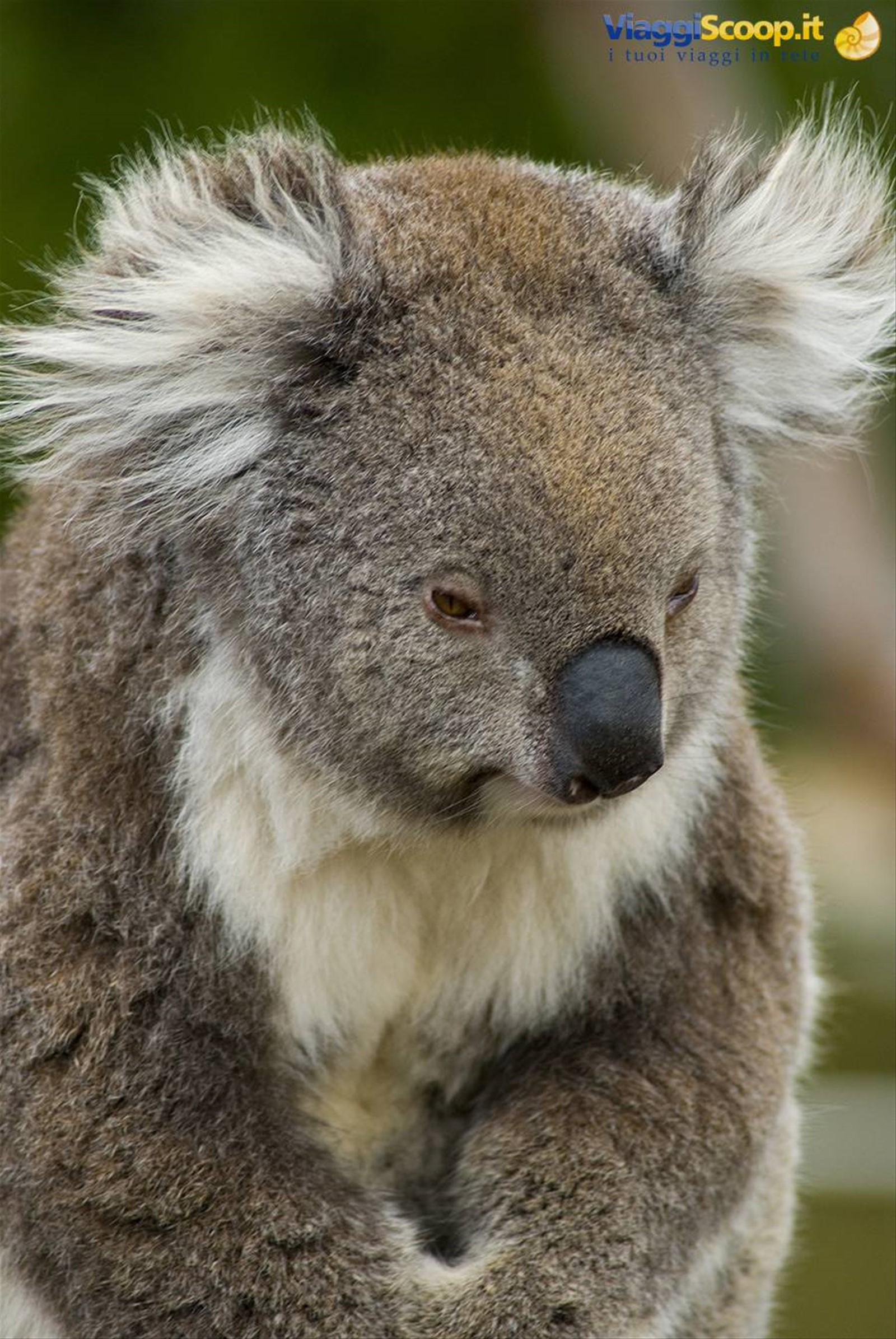 Koala sulla Great ocean road