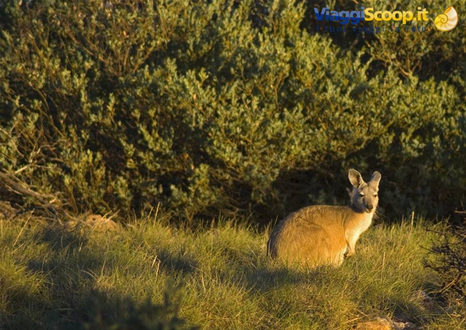 Canguro nel Cape range N.P.