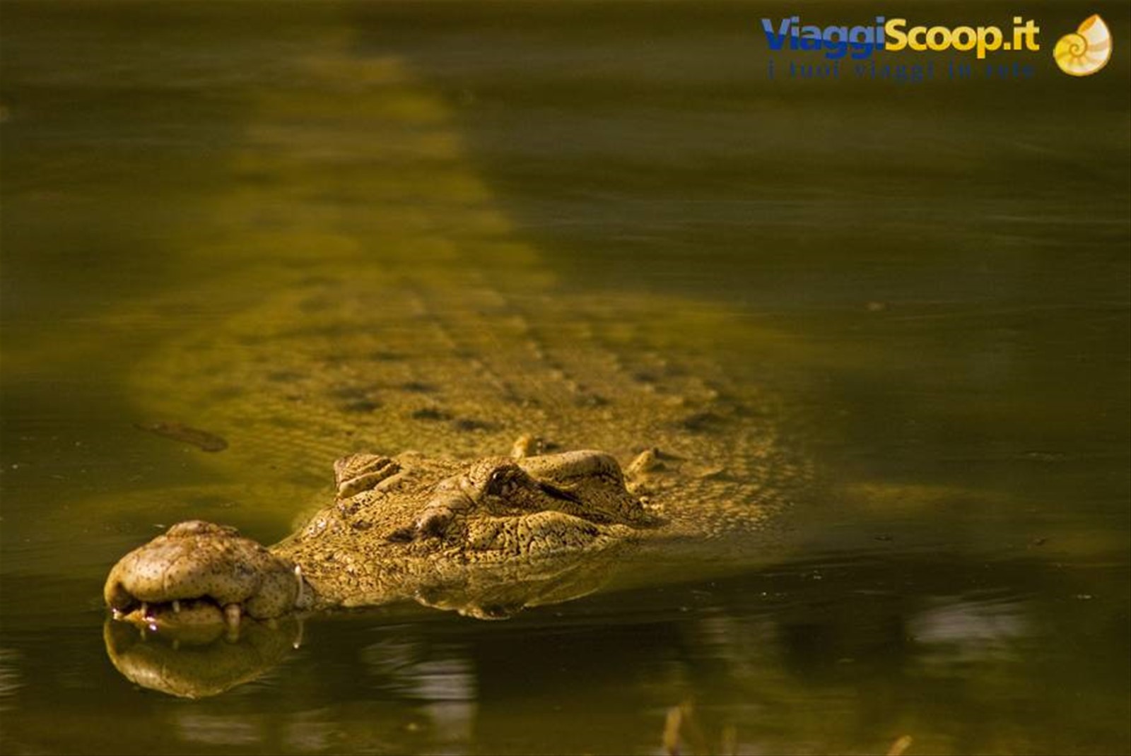 Coccodrillo nel Queensland