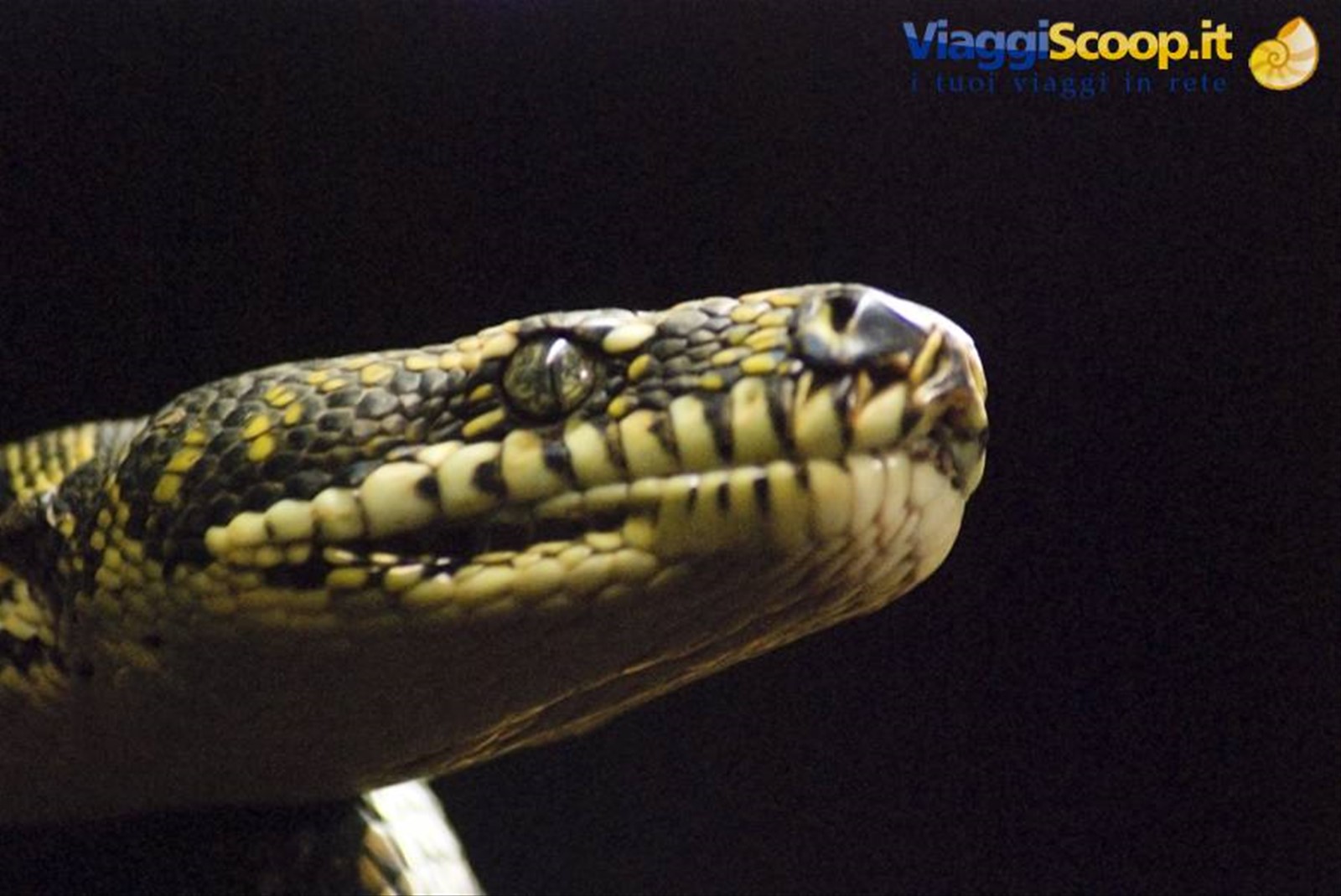 Taipan