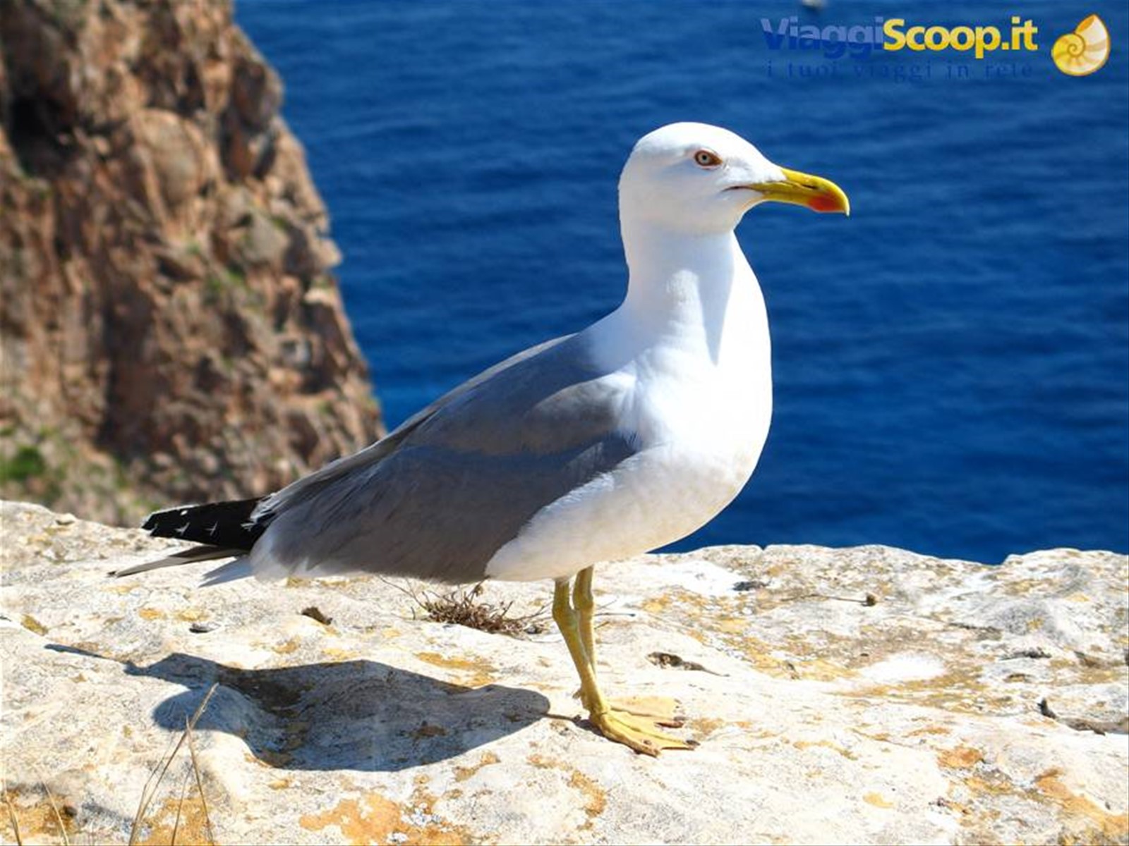 IL VERO PADRONE DELL'ISOLA