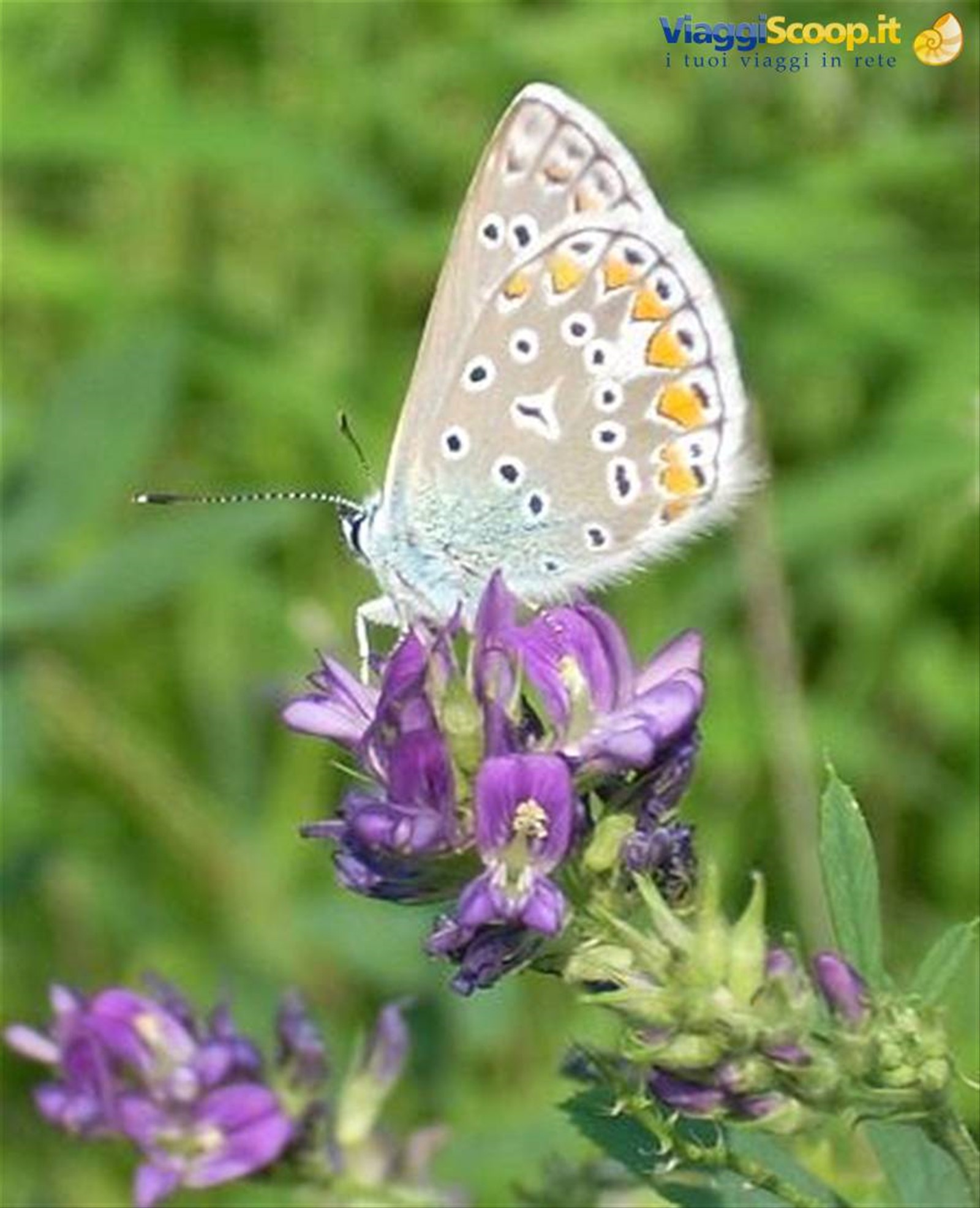 Gioiello della natura