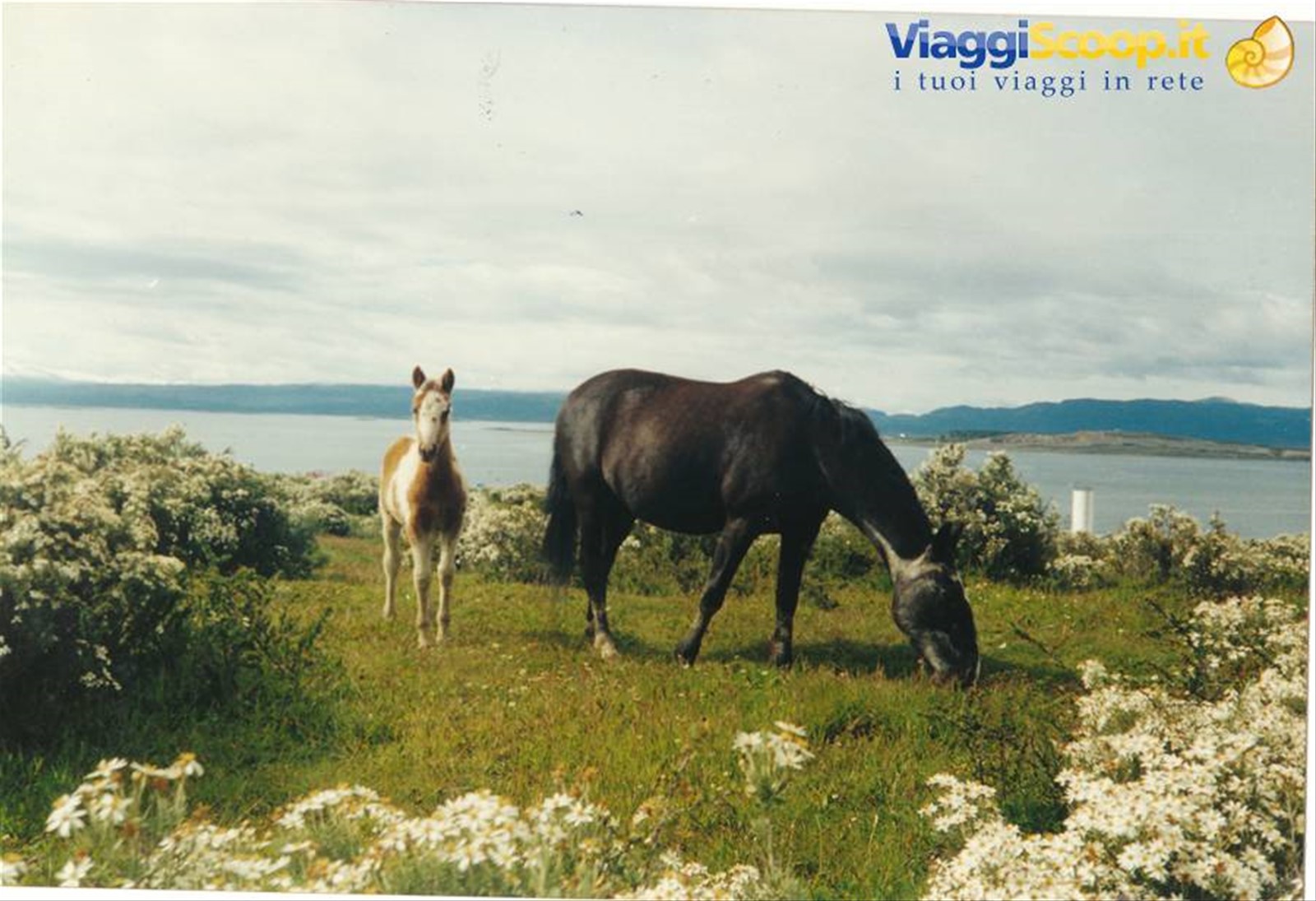 cavalli patagonici