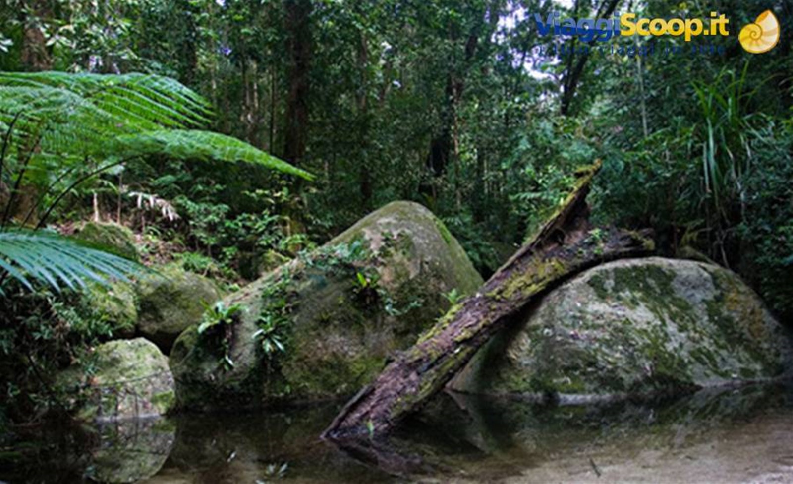 Daintree