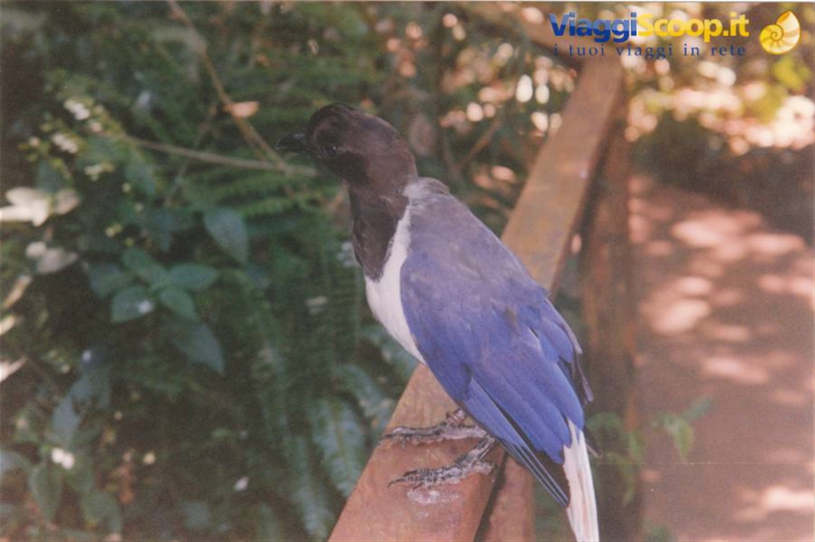 Foz do Iguaçù, fauna locale