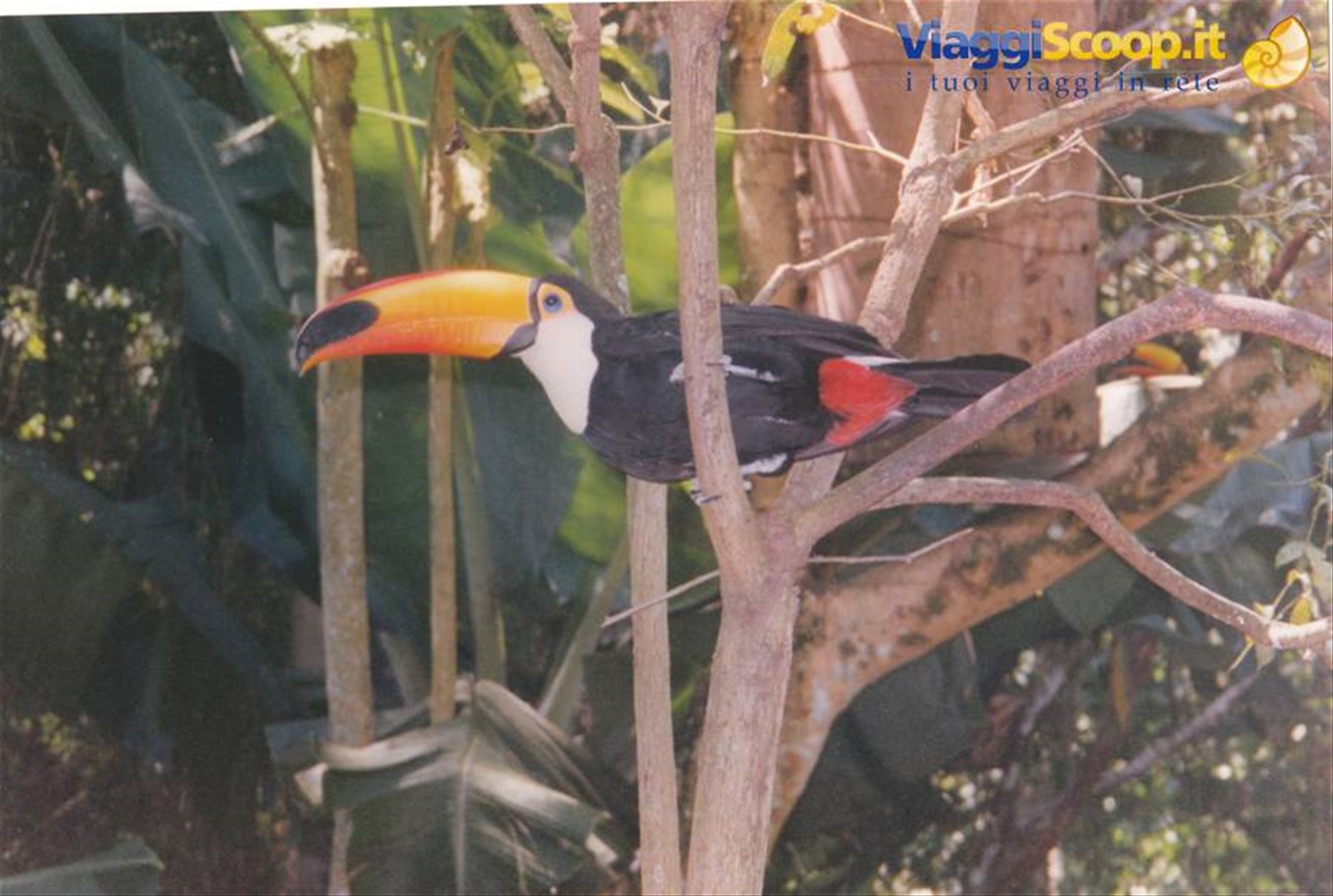 tucano