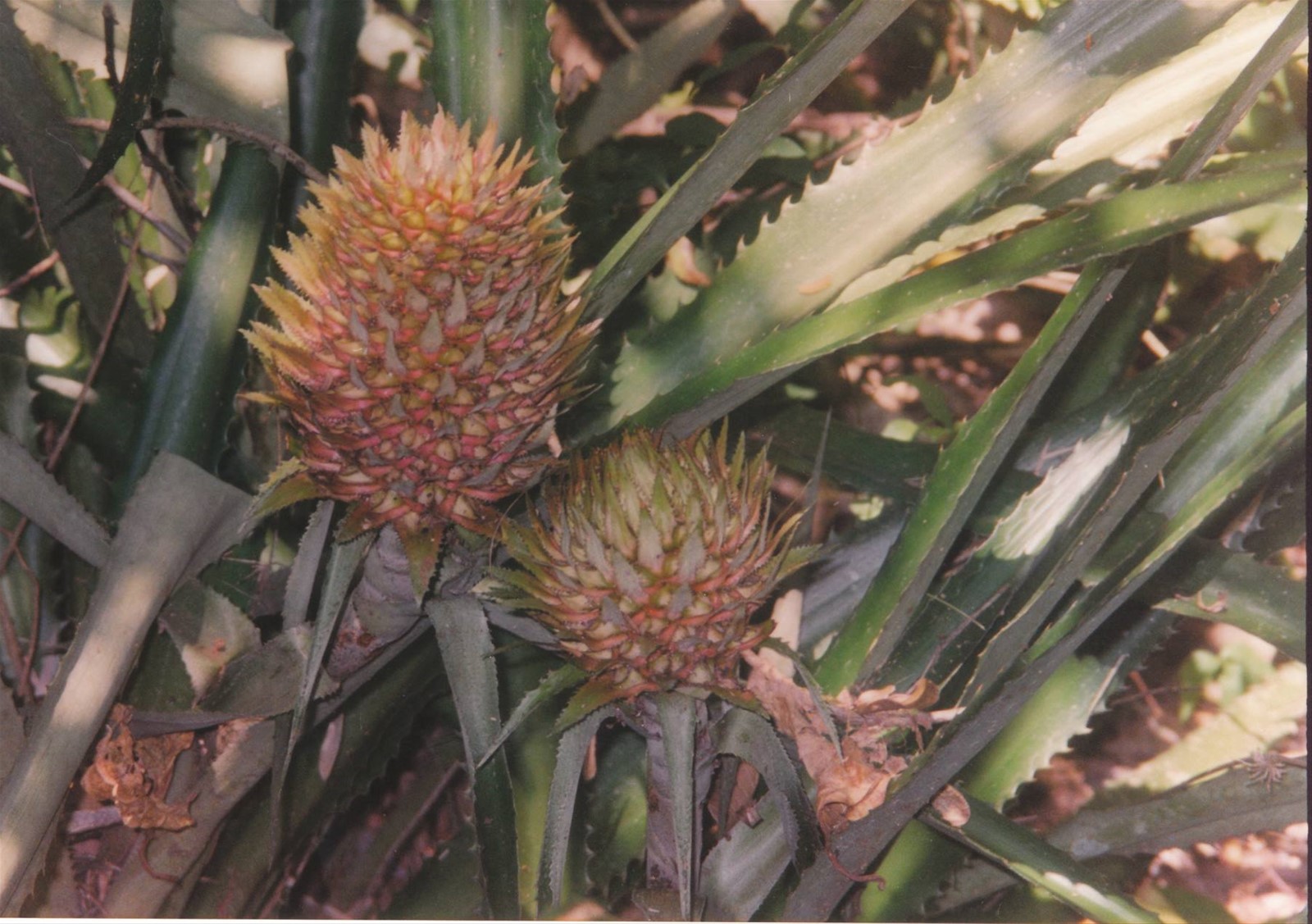 ananas selvatico