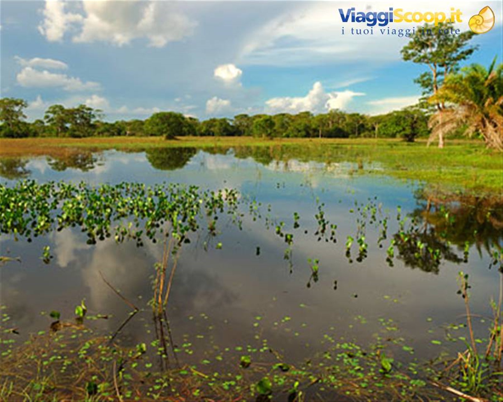 Pantanal