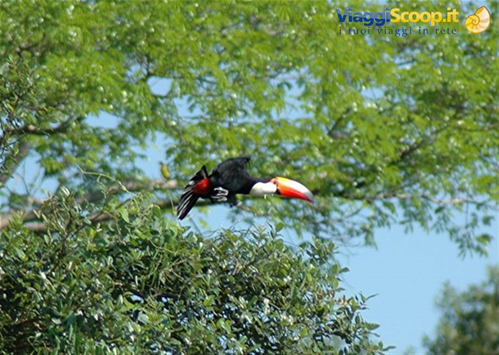 volo del tucano