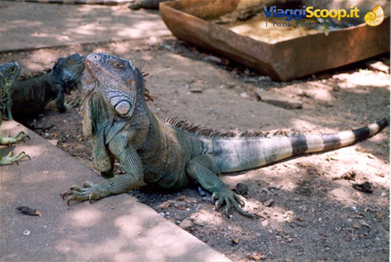 Sps, iguana