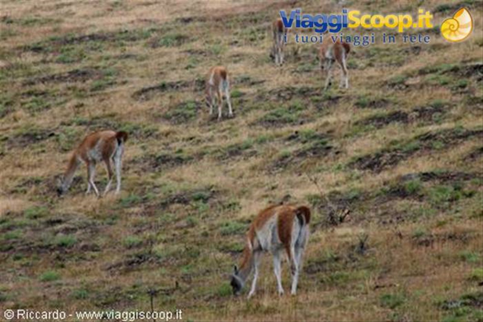 Guanaco