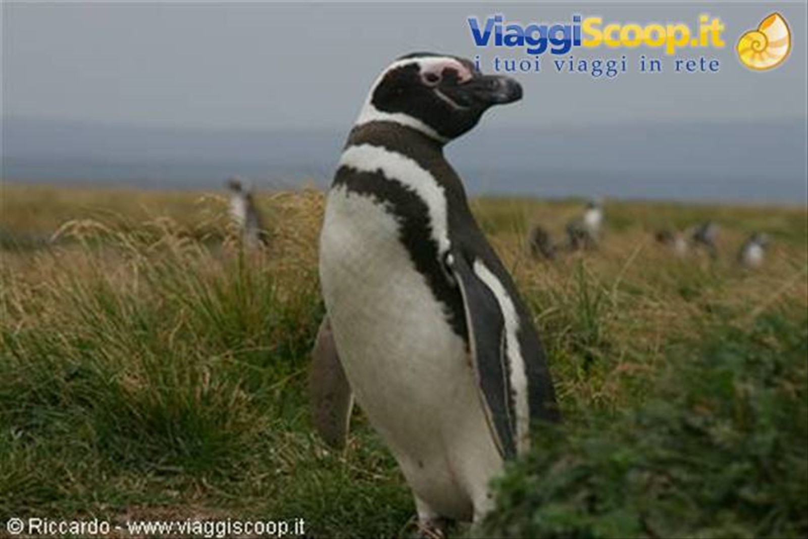 Pinguino di Magellano