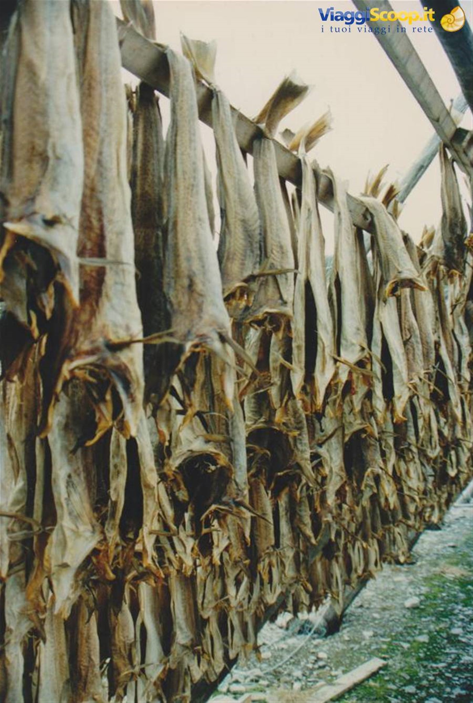 Bacalà in essicazione
