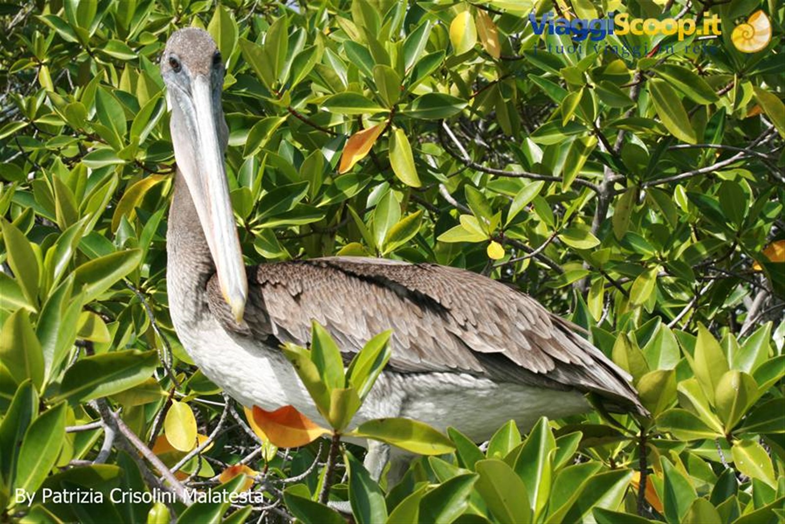 Moka Pelican