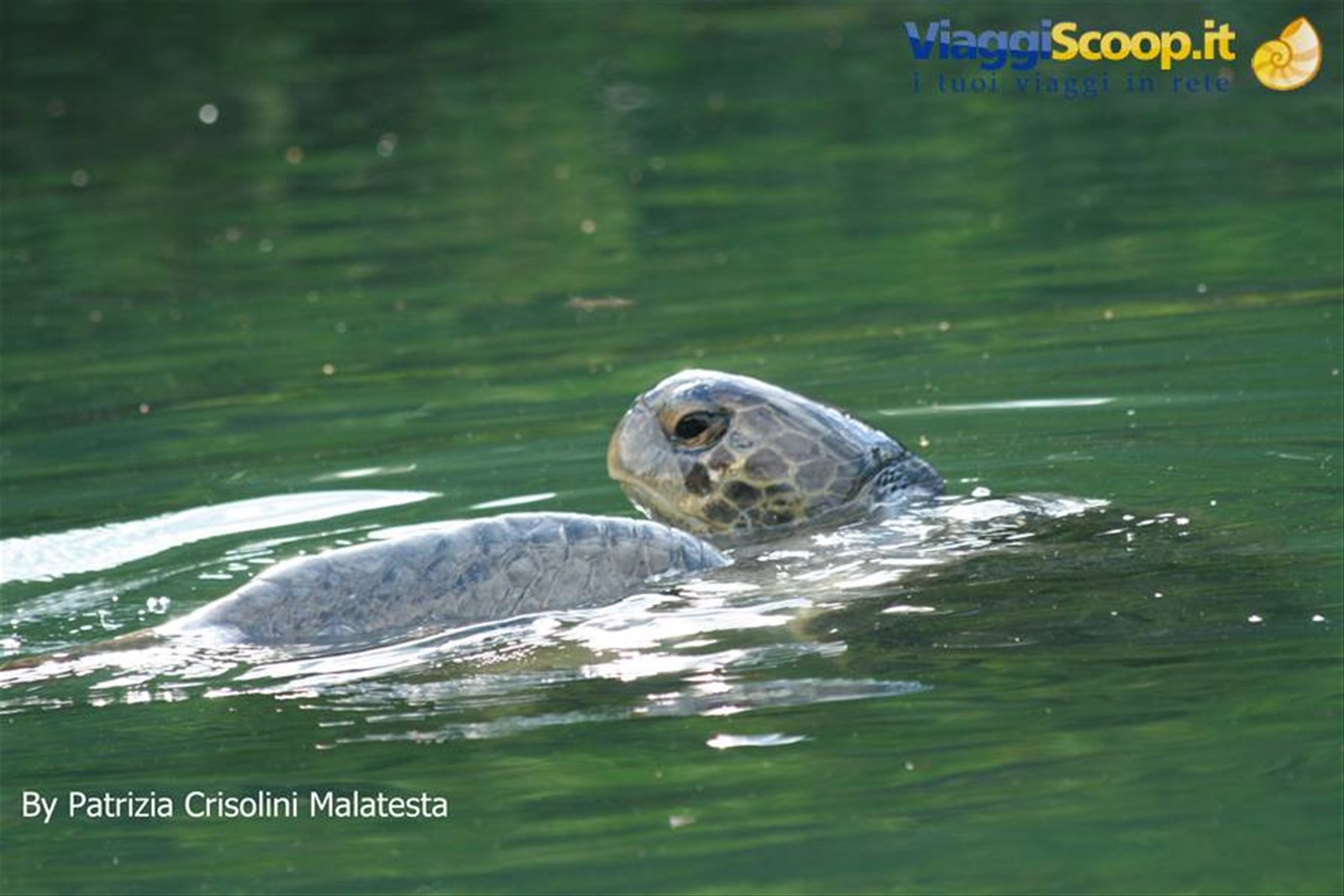 Tartaruga d'acqua