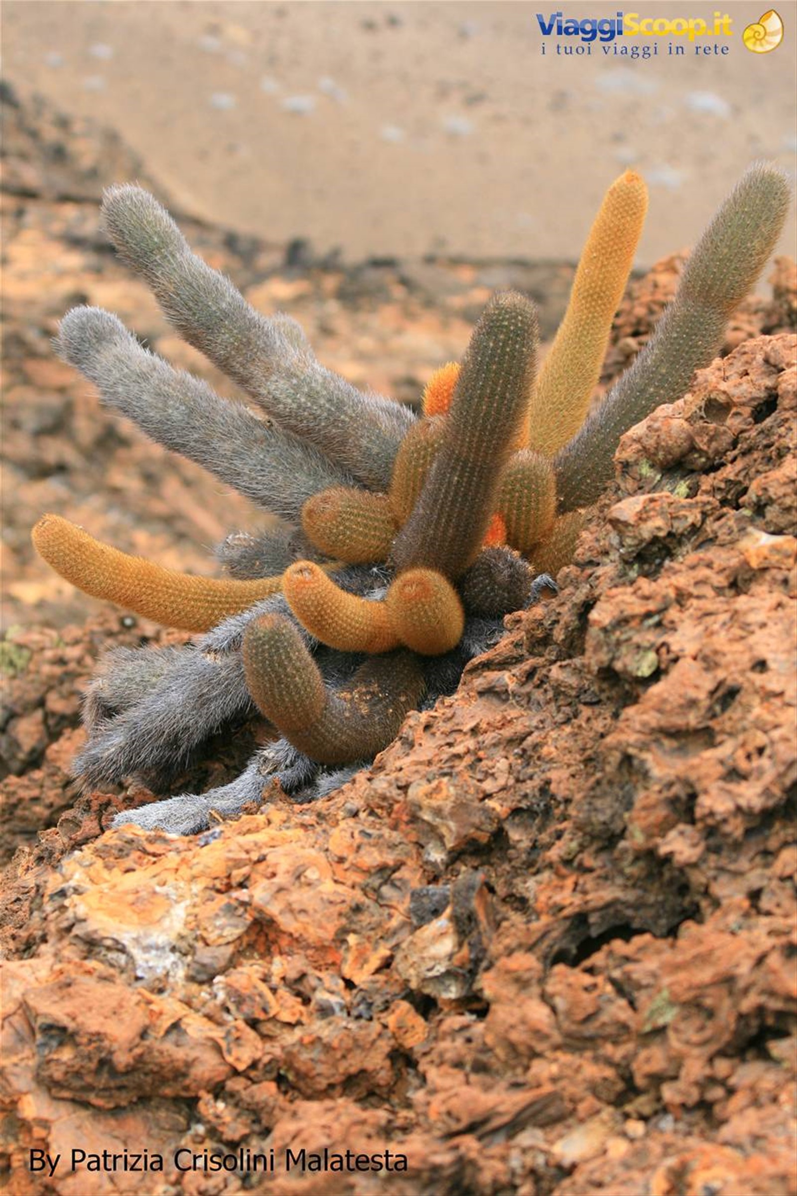 Cactus