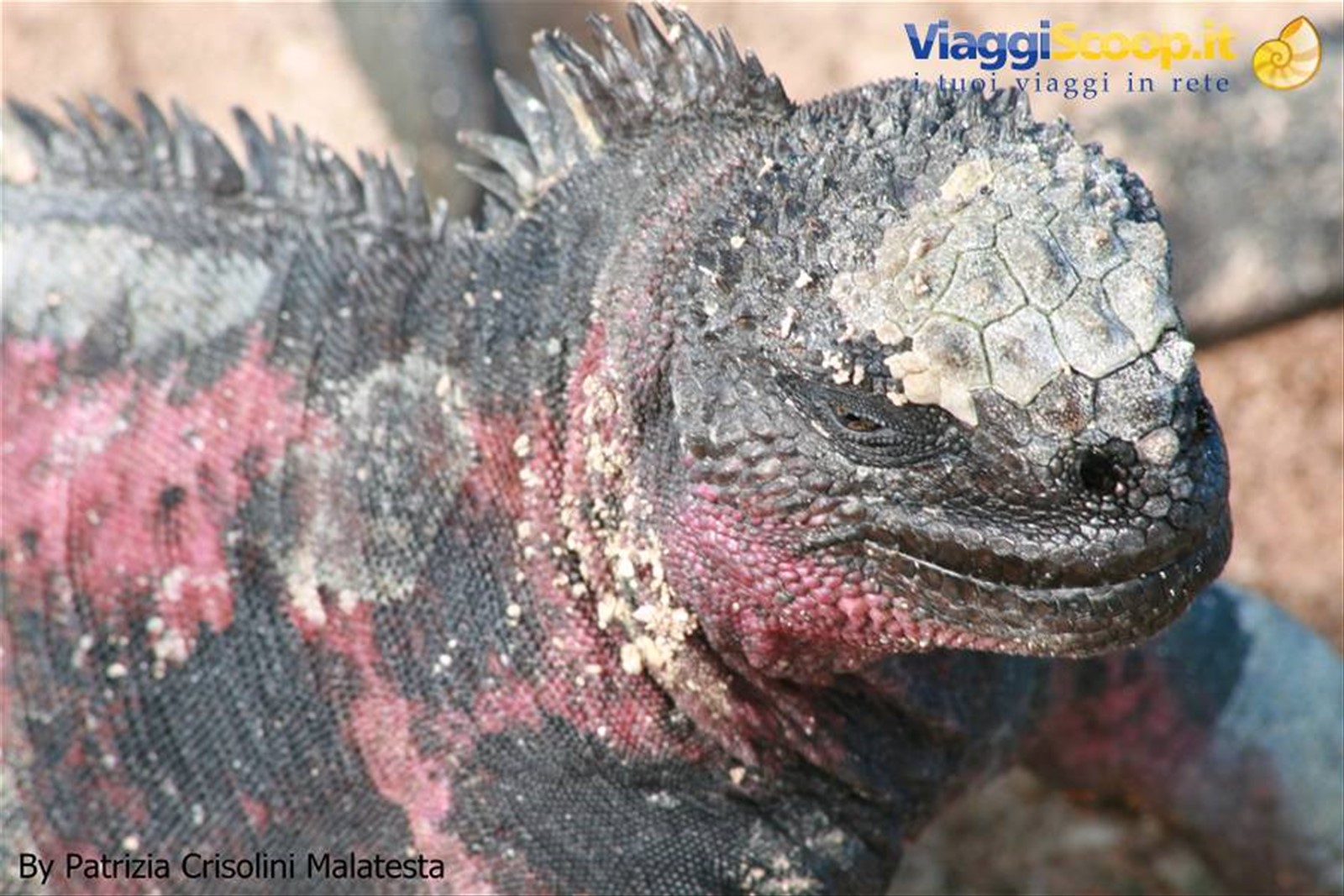 Iguana terrestre