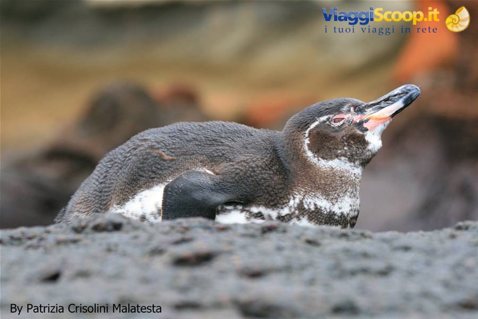 Pinguino