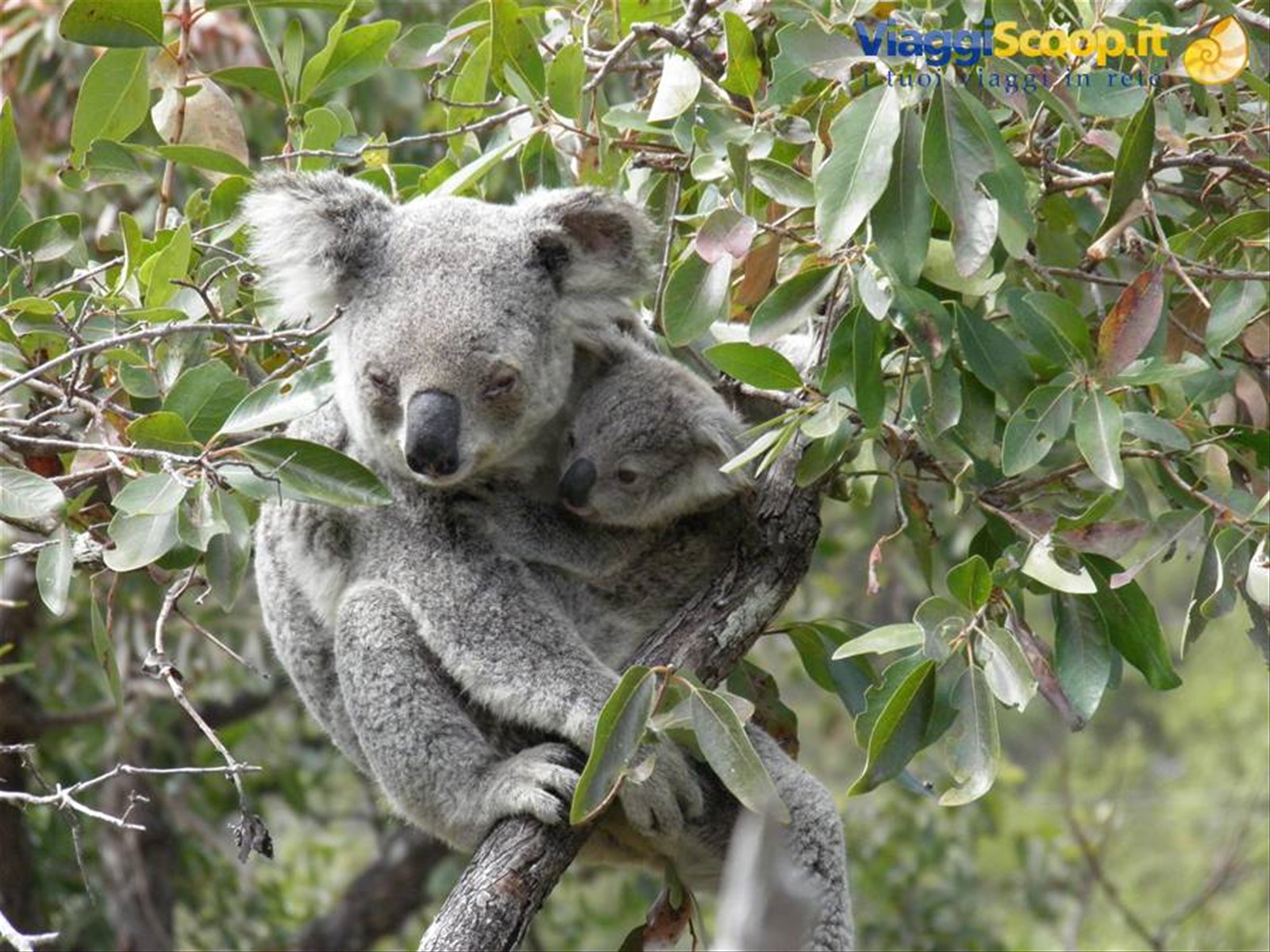 Foto di viaggio in AUSTRALIA