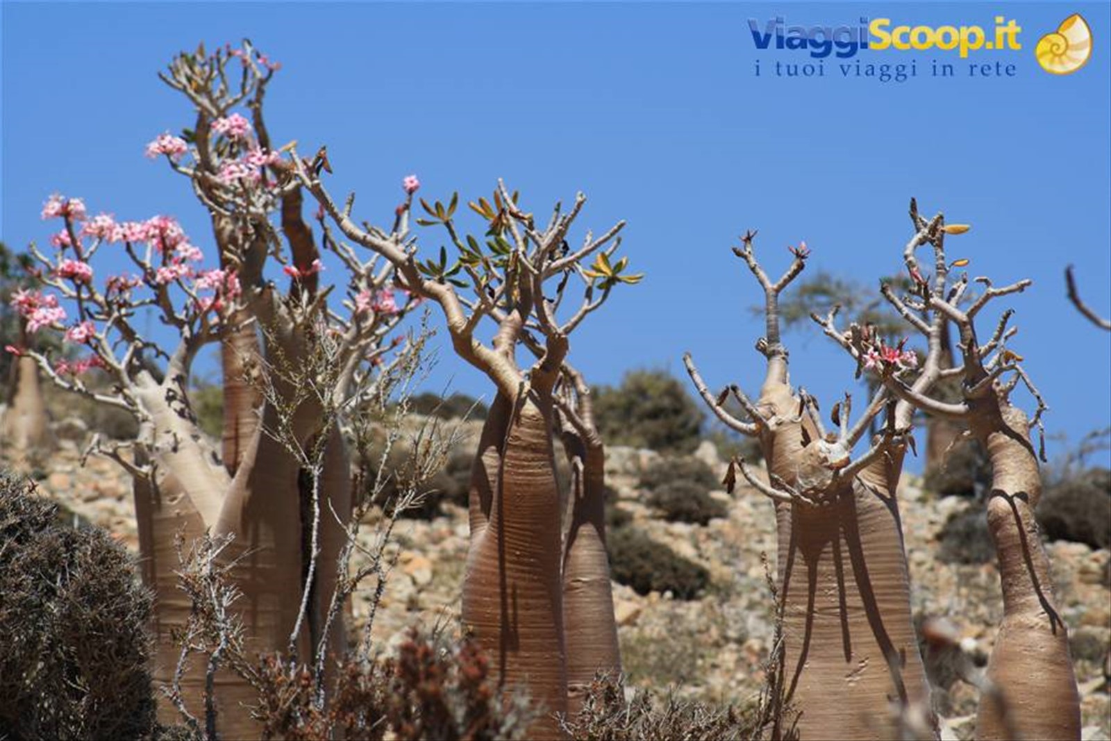 Fioritura degli alberi bottiglia