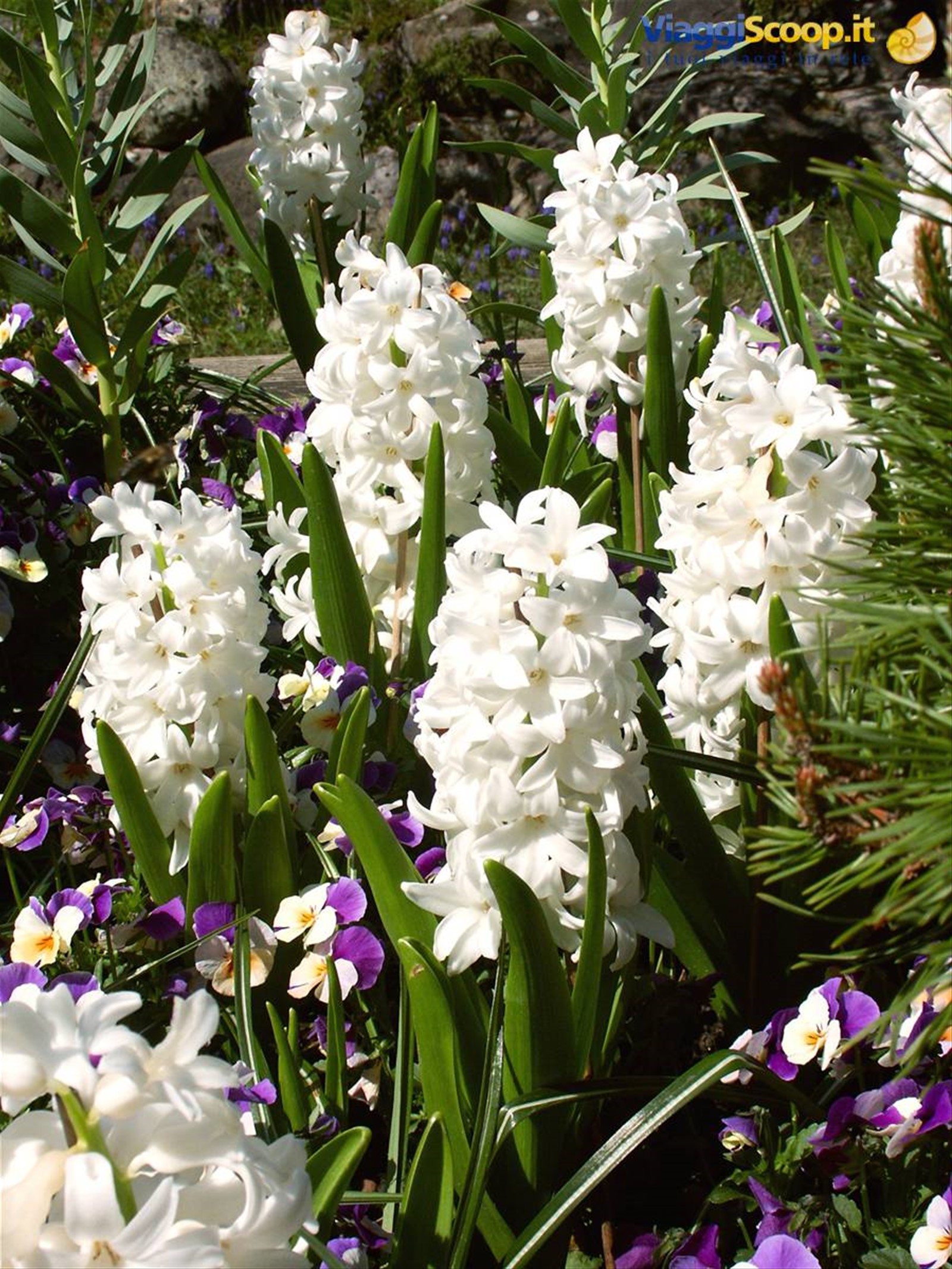 Mainau