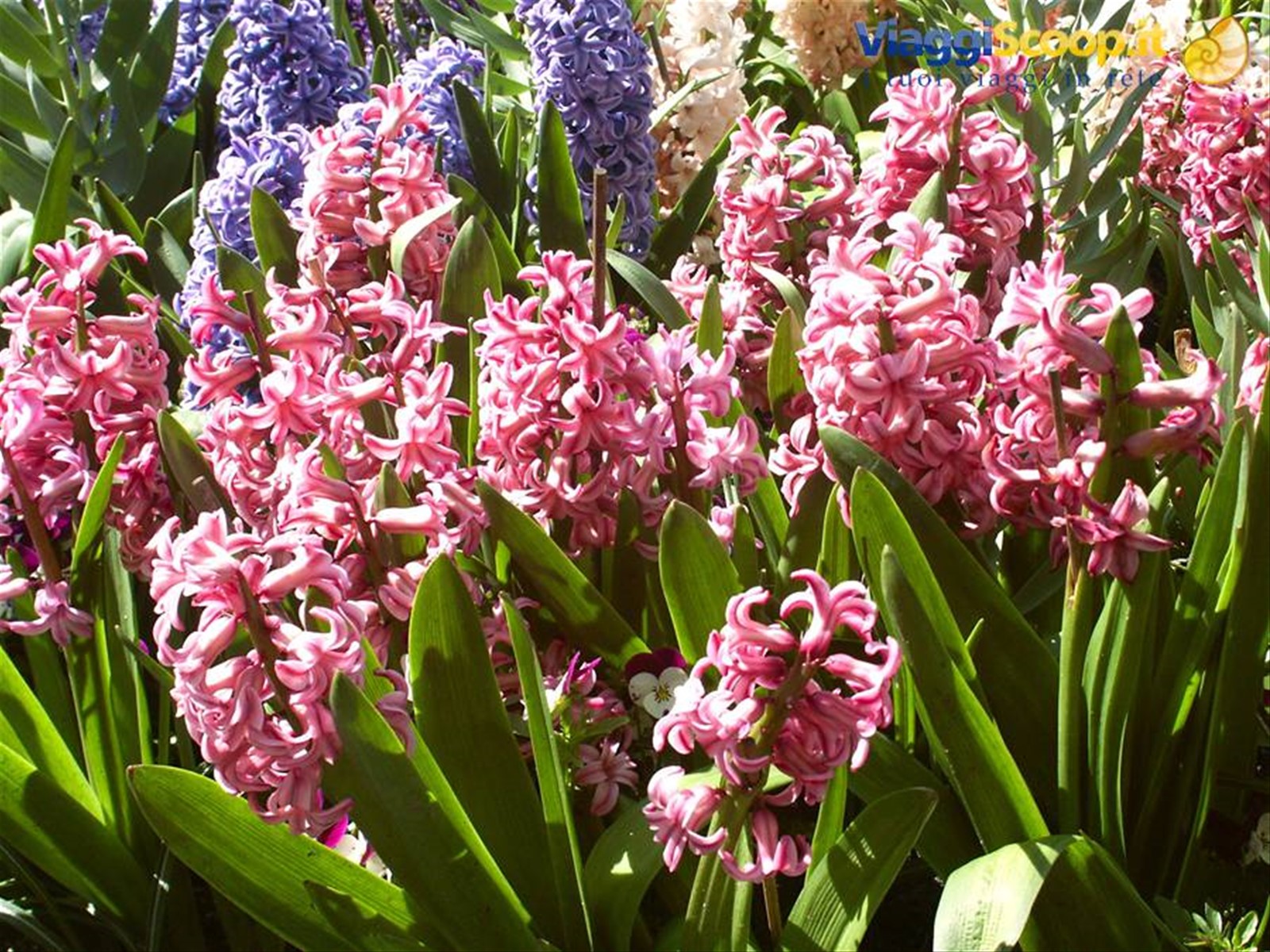 Mainau