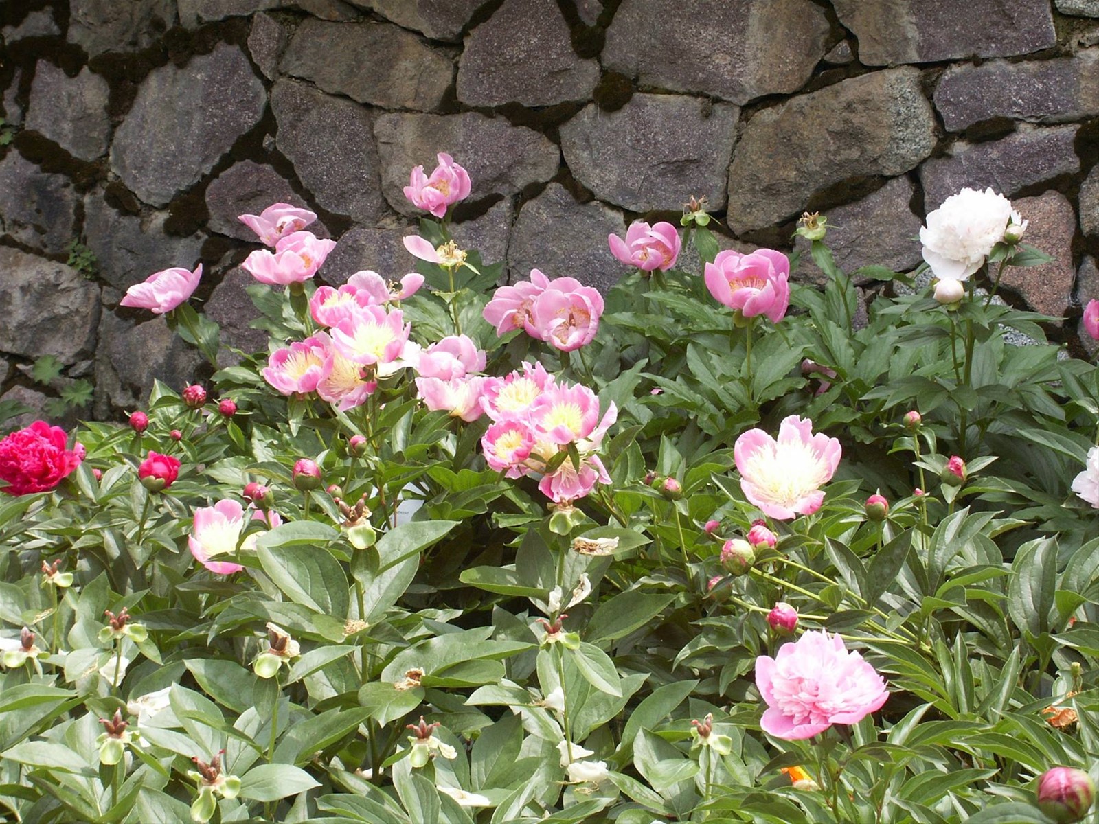 Merano 064 - Giardini di Castel Trauttmansdorff