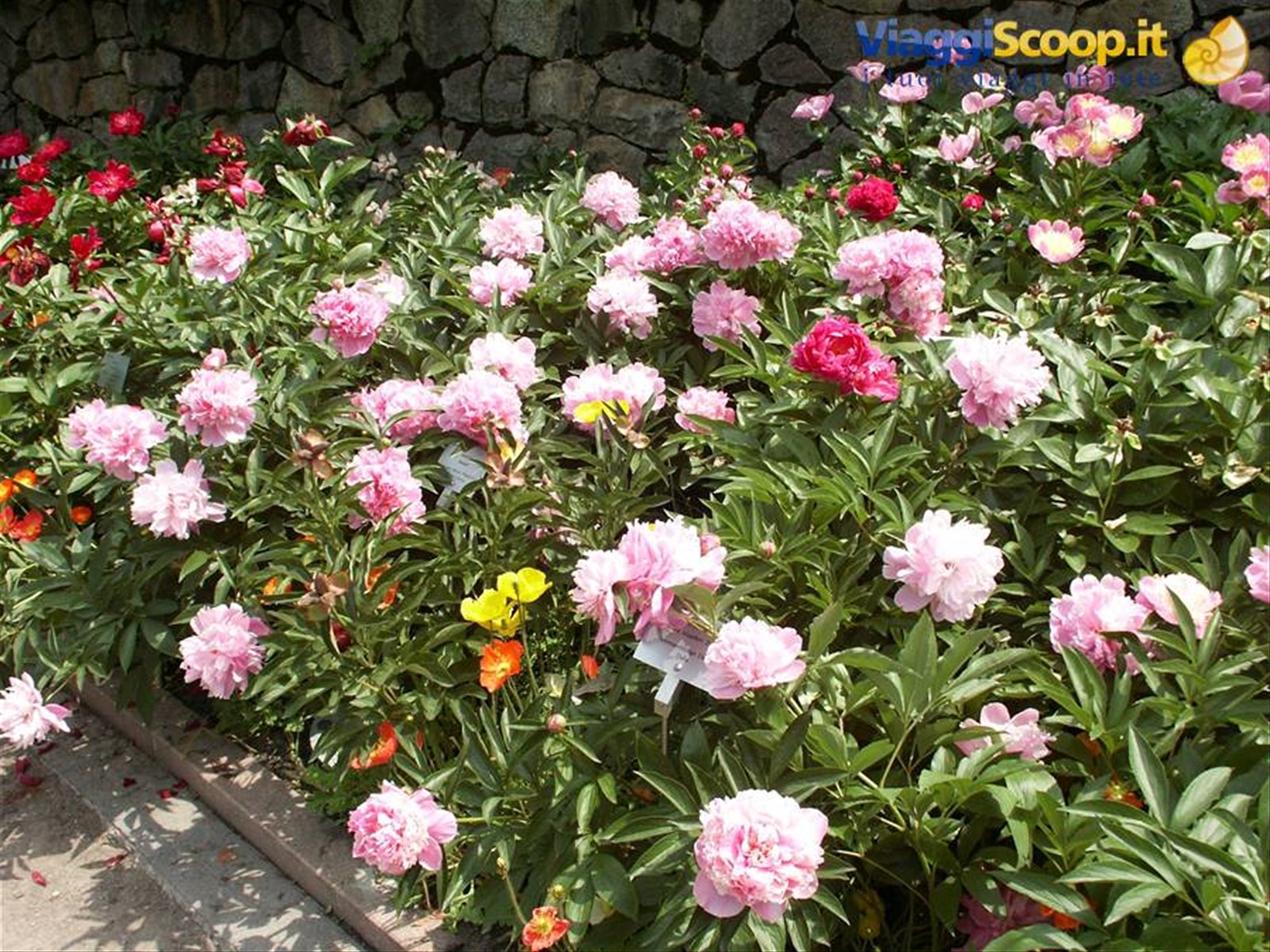 Merano 065 - Giardini di Castel Trauttmansdorff